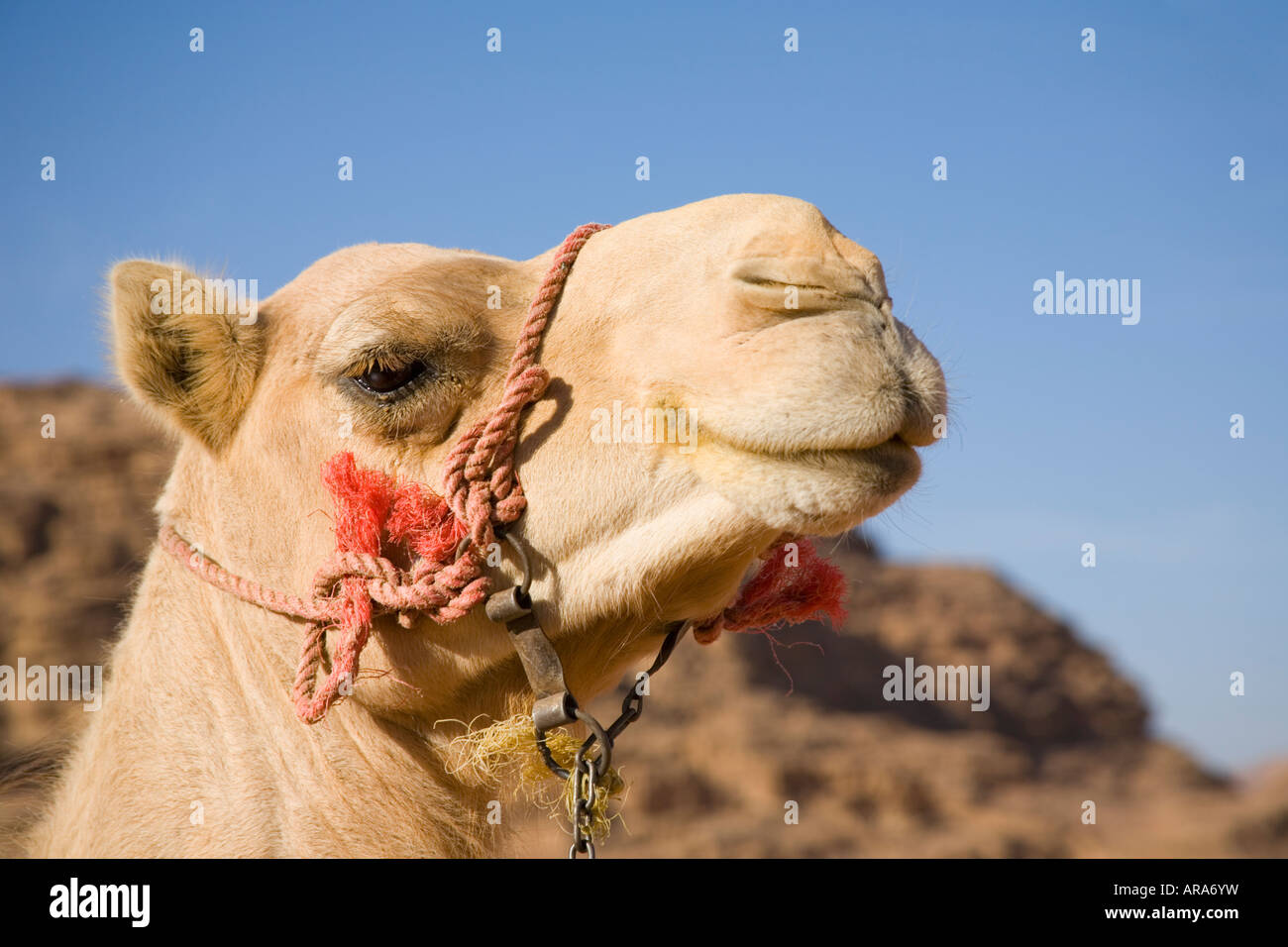 Il cammello, Wadi Rum, Giordania Foto Stock