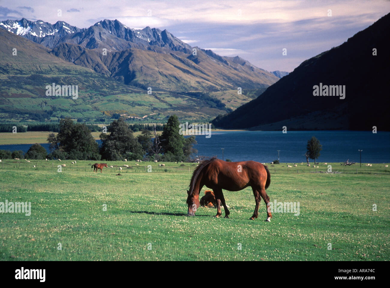 Il Diamante del cavallo lago paradiso vicino a Glenorchy vicino a  Queenstown Isola del Sud della Nuova Zelanda Foto stock - Alamy