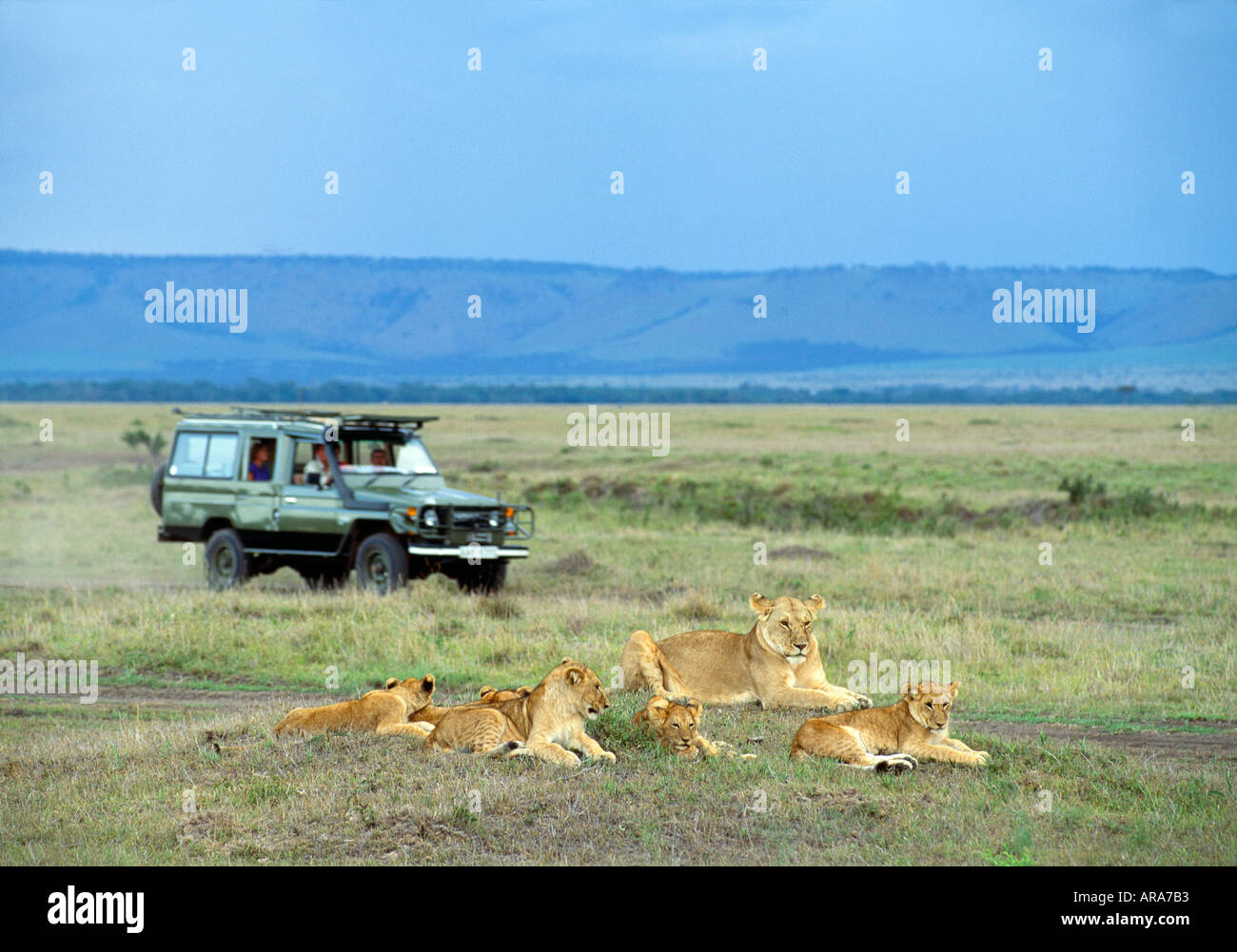 Veicolo di Safari e i lions Masai Mara National Park in Kenya Foto Stock