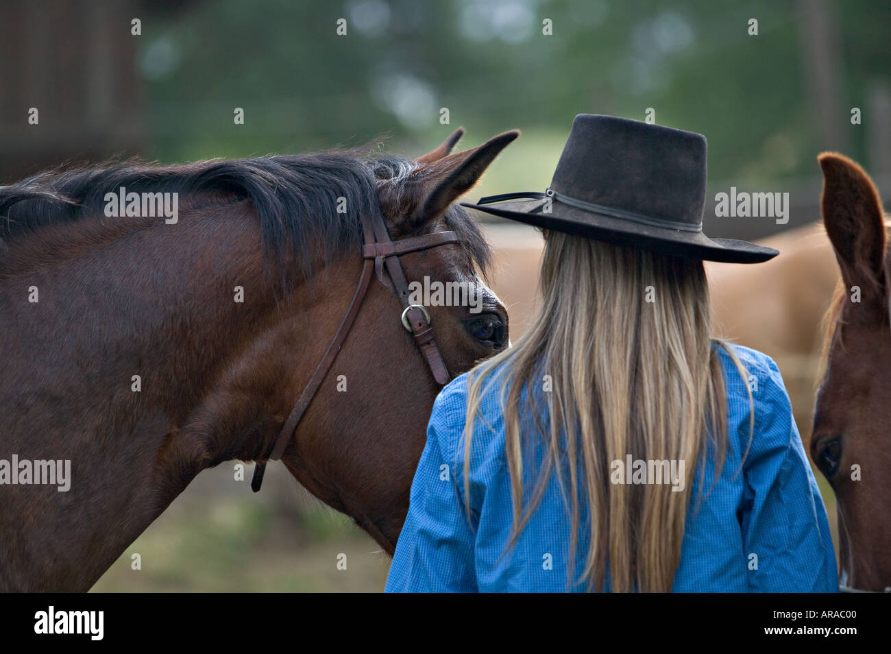 Cowgirl con i cavalli nel recinto per bestiame Foto Stock