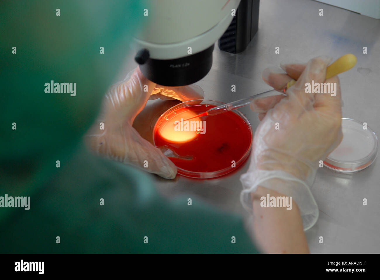 Embryologist immissione embrione in un piatto di coltura durante la vetrificazione del processo presso la clinica di fertilità in Sheba Medical Center di Tel Hashomer, Israele Foto Stock