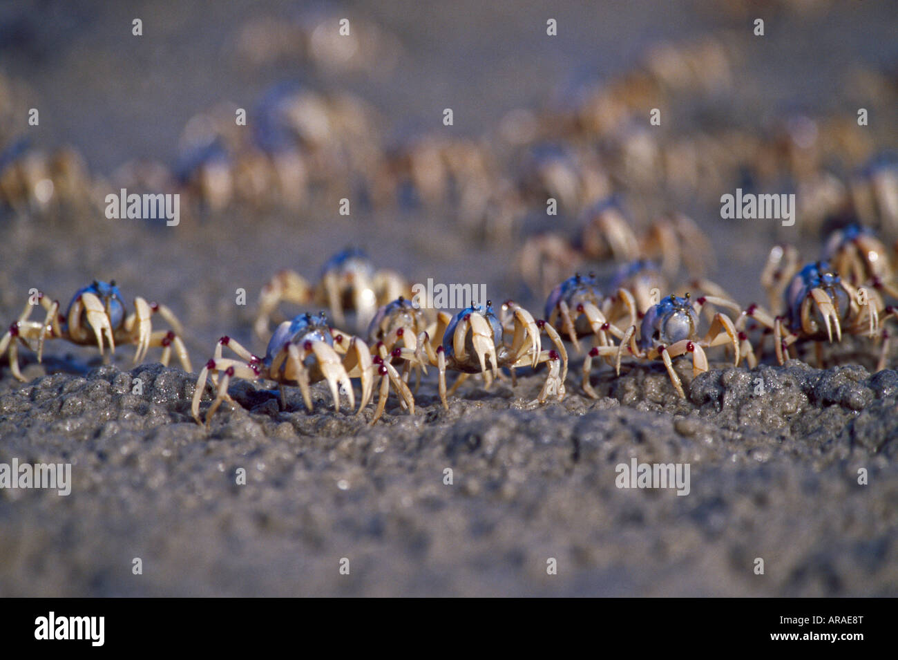 Soldato granchi Mictyris longicarpus Moreton Island Queensland Foto Stock