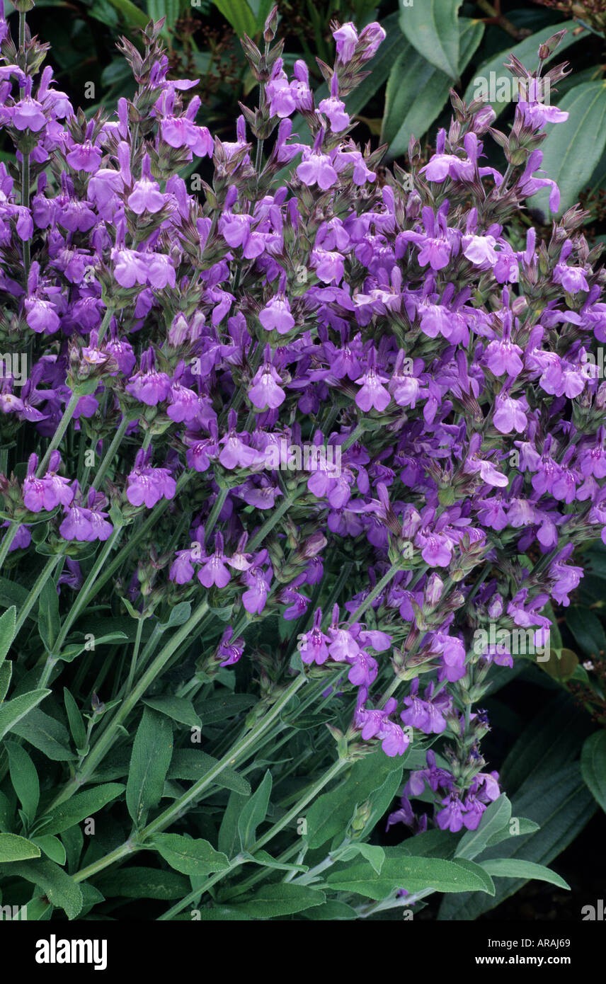 Il tuo giardino ricamato da incorniciare Il tuo giardino ricamato da incorniciare
