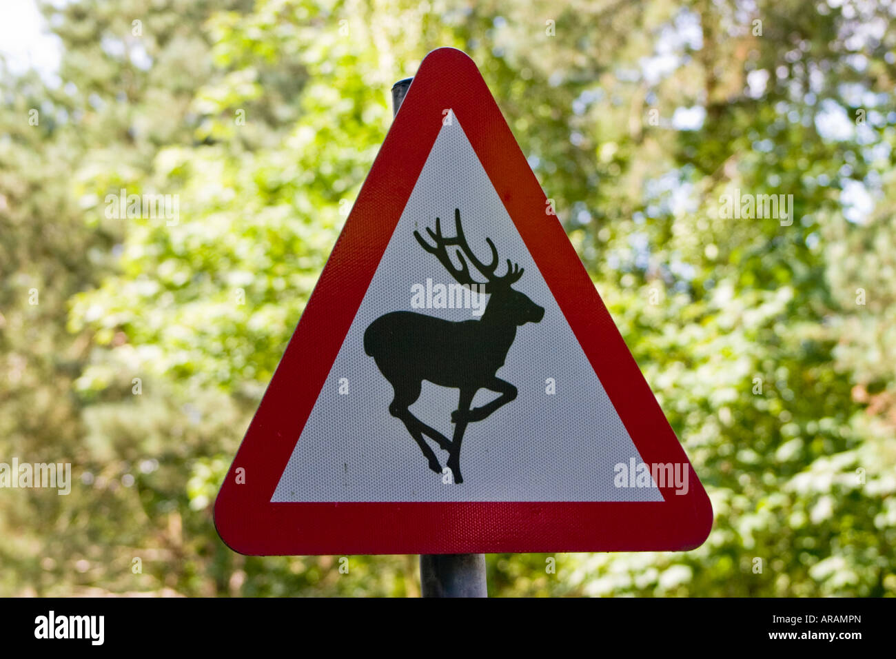 Attenzione cervi in strada strada segno Foto Stock