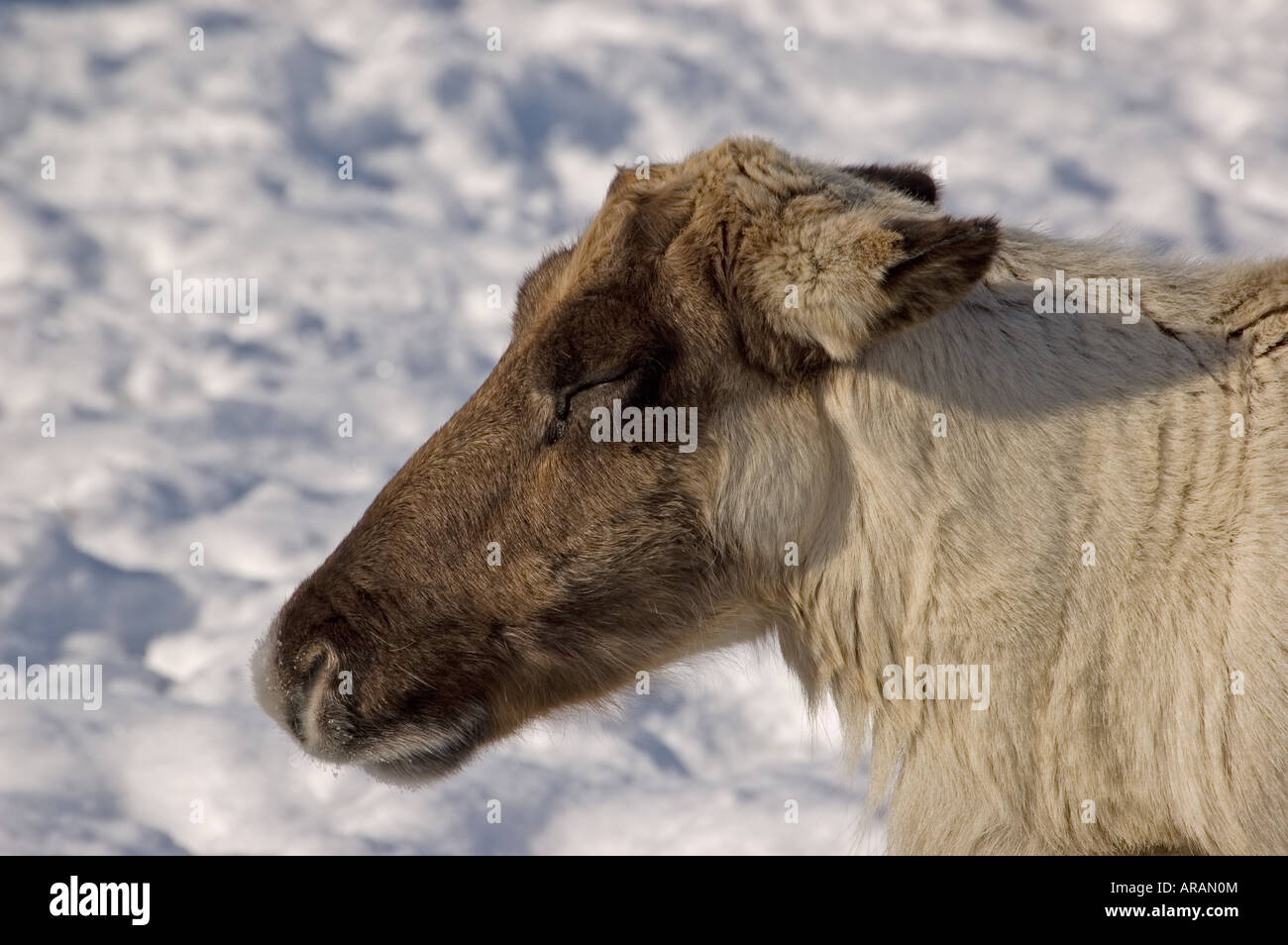 Un terreno boscoso dei caribù. Foto Stock