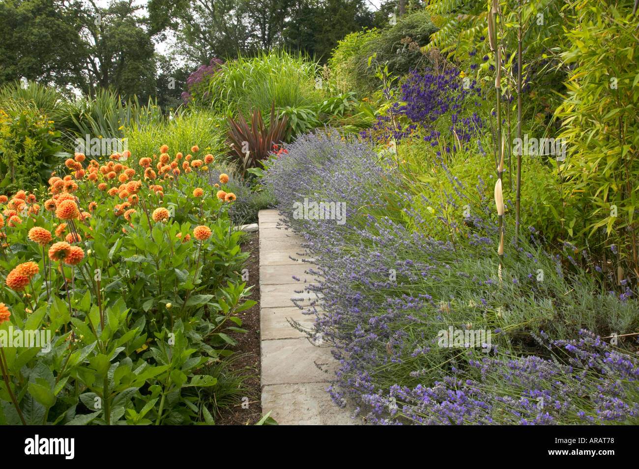 Yewbarrow casa con giardino esotico dalia semina e coltivazione di lavanda al fianco di percorso attraverso il giardino italiano Foto Stock