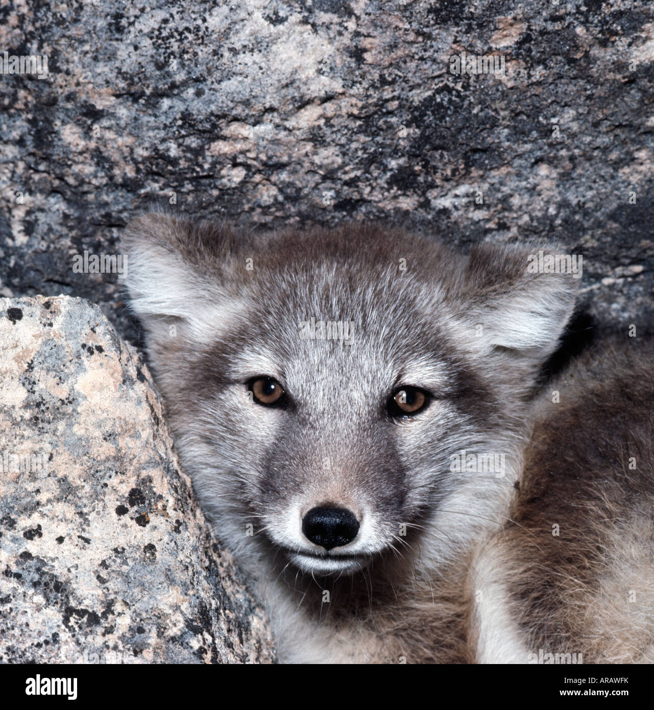 Arctic Fox Alopex lagopus Arktis Eisfuechse Europa Fuchs Fuchswelpen Fuechse Hundeartige Jungtiere Mutter und tipo Natur Foto Stock