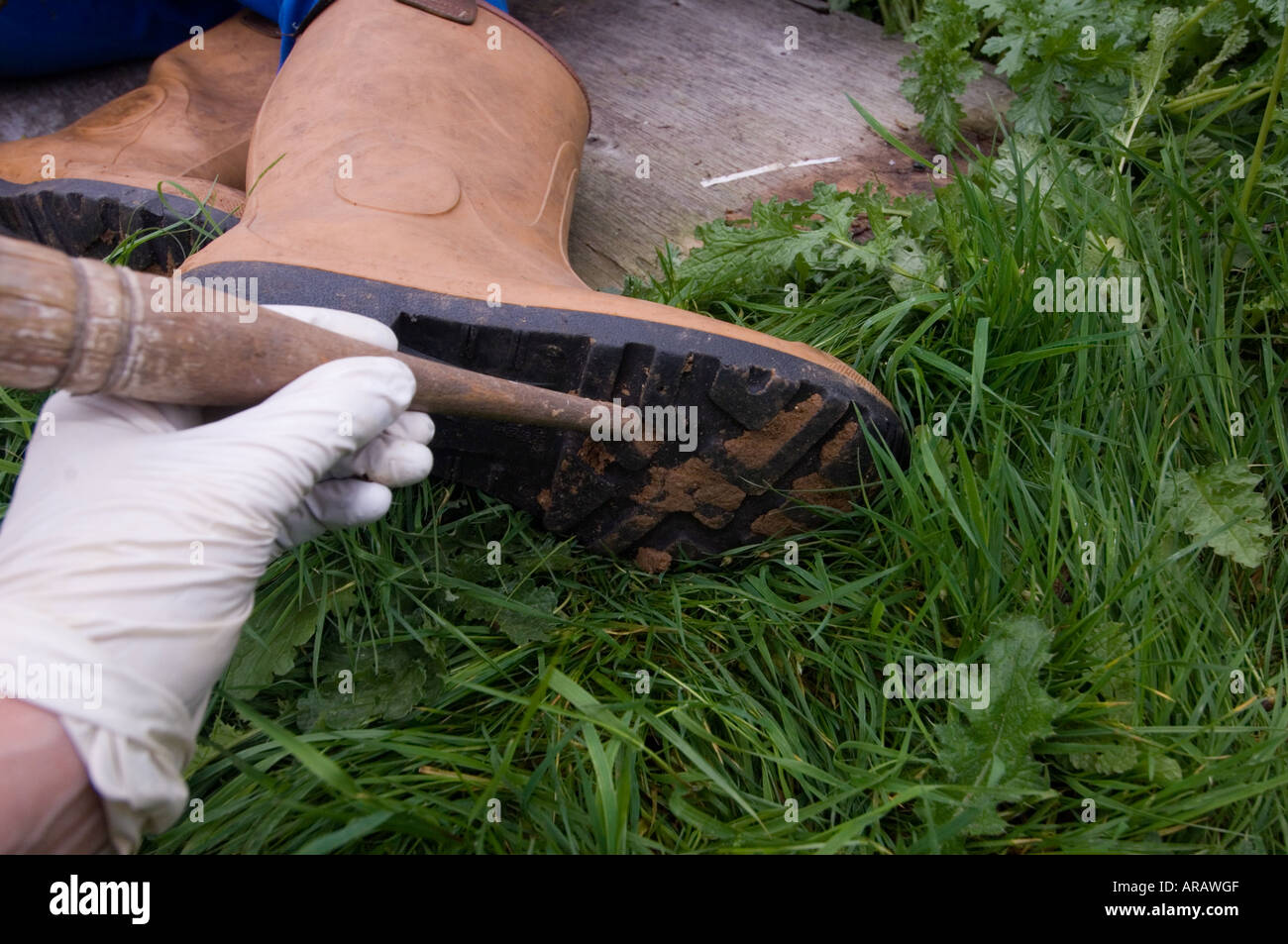 Lo scienziato forense la raccolta di campioni di suolo da stivali del defunto. Foto Stock