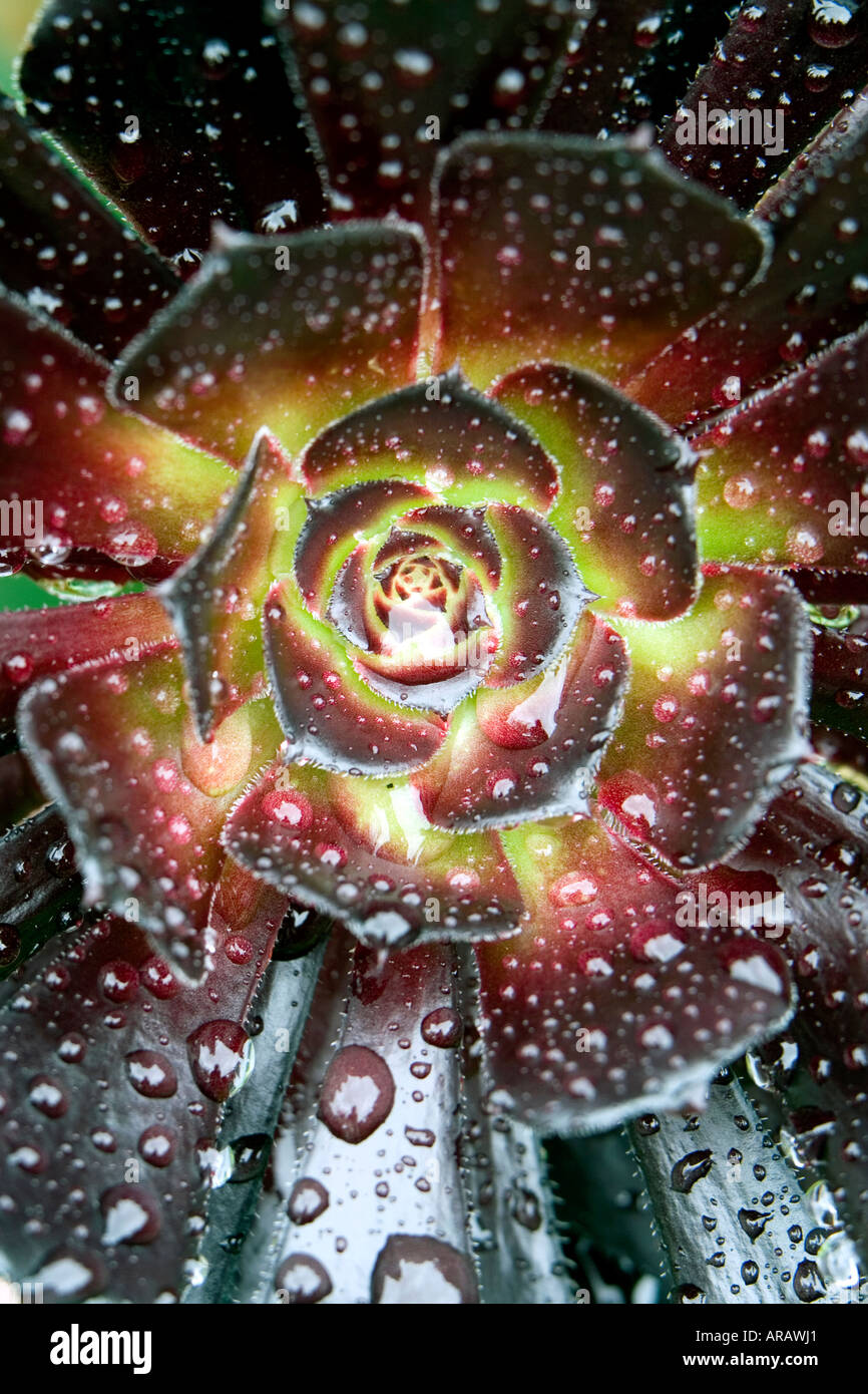 Aeonium 'Zwartkop' ricoperto di gocce di pioggia Foto Stock