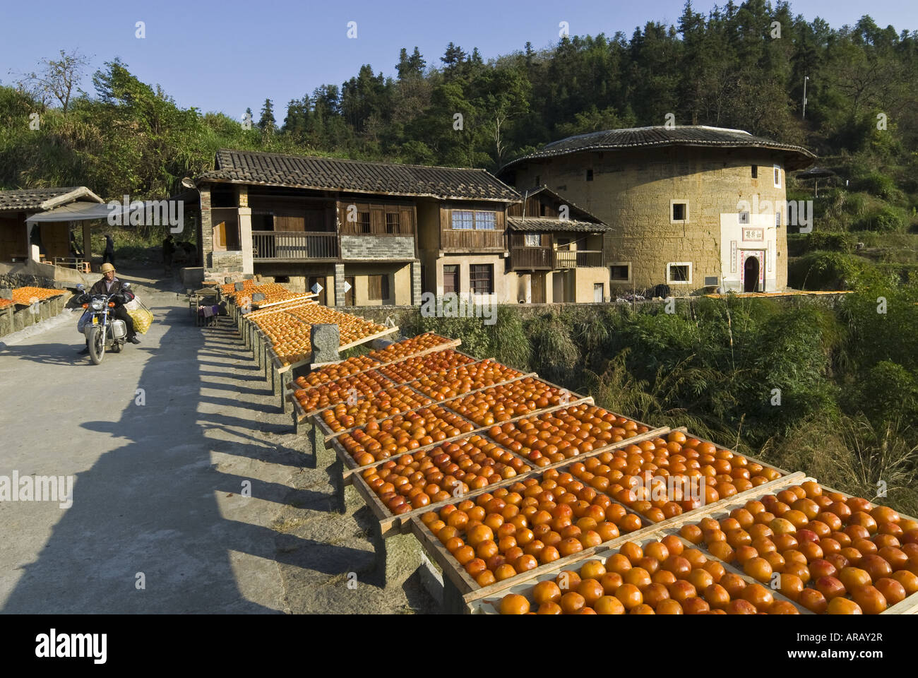 Frutta secca a terra sbattuta edificio, Hukeng, Yongding County, provincia del Fujian, Cina Foto Stock