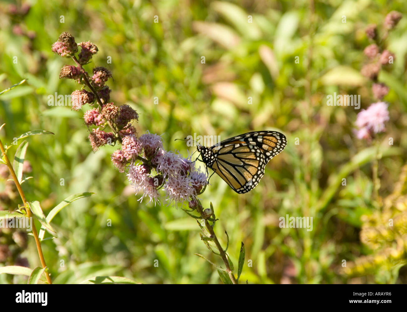 Farfalla monarca sul selvaggio fiore Foto Stock