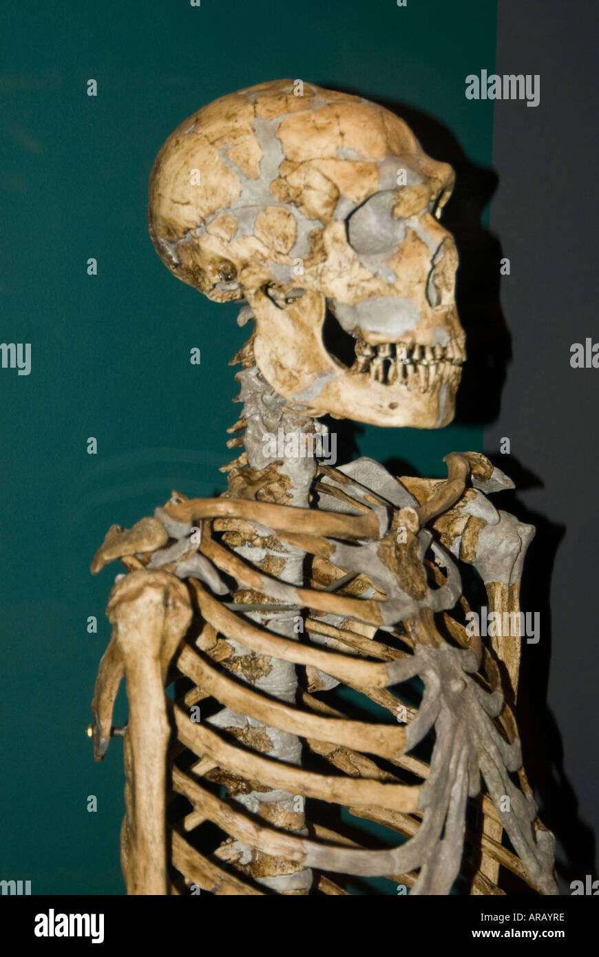 Uomo di Neanderthal Skeleton Foto Stock