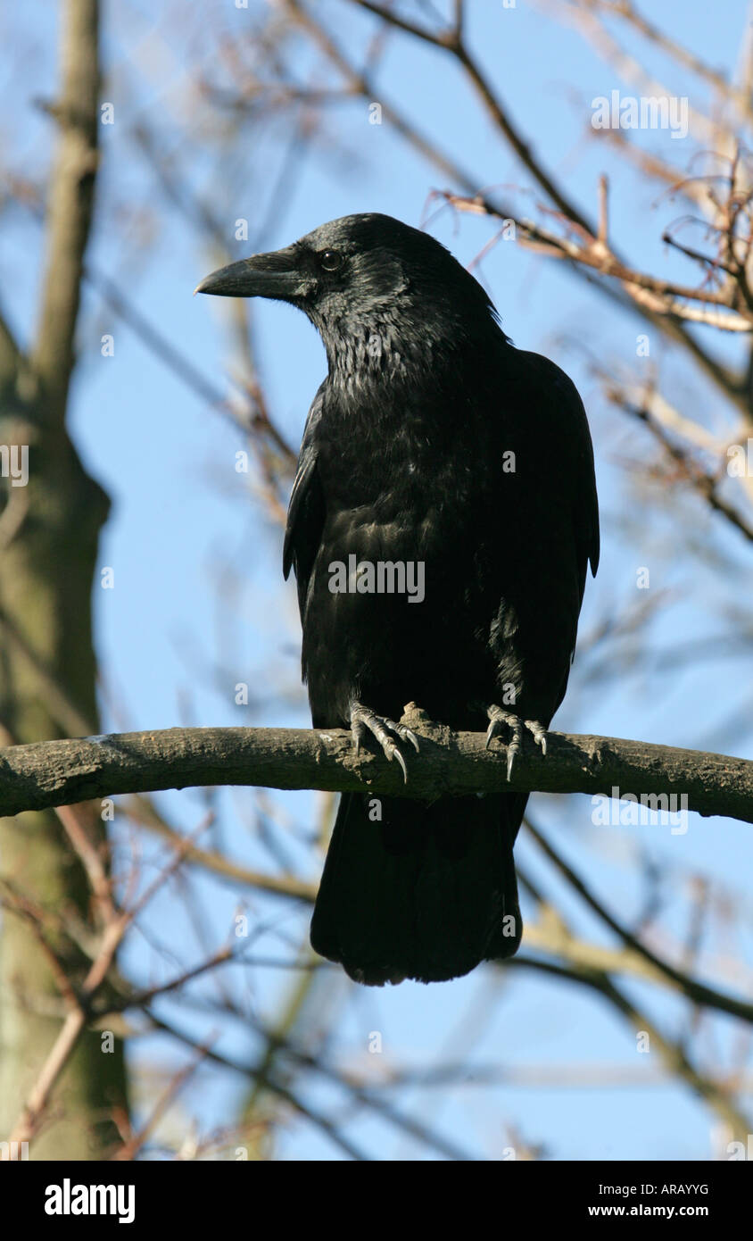 Carrion Crow Corvus corone corone Foto Stock