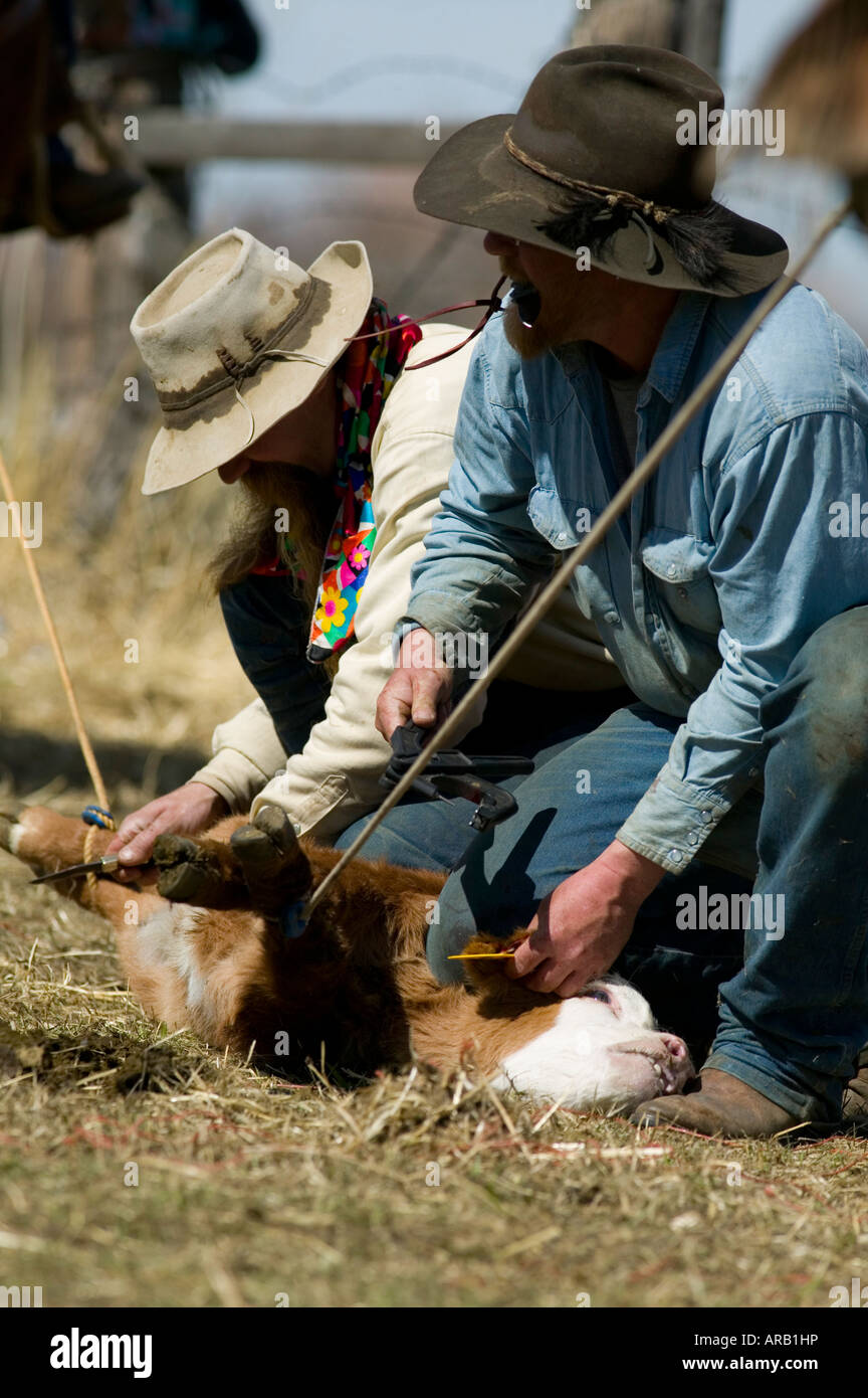 Signor Cowboy marca bovini sul Hanley Ranch nel cuore del paese di ioni Jordan Valley Oregon Foto Stock