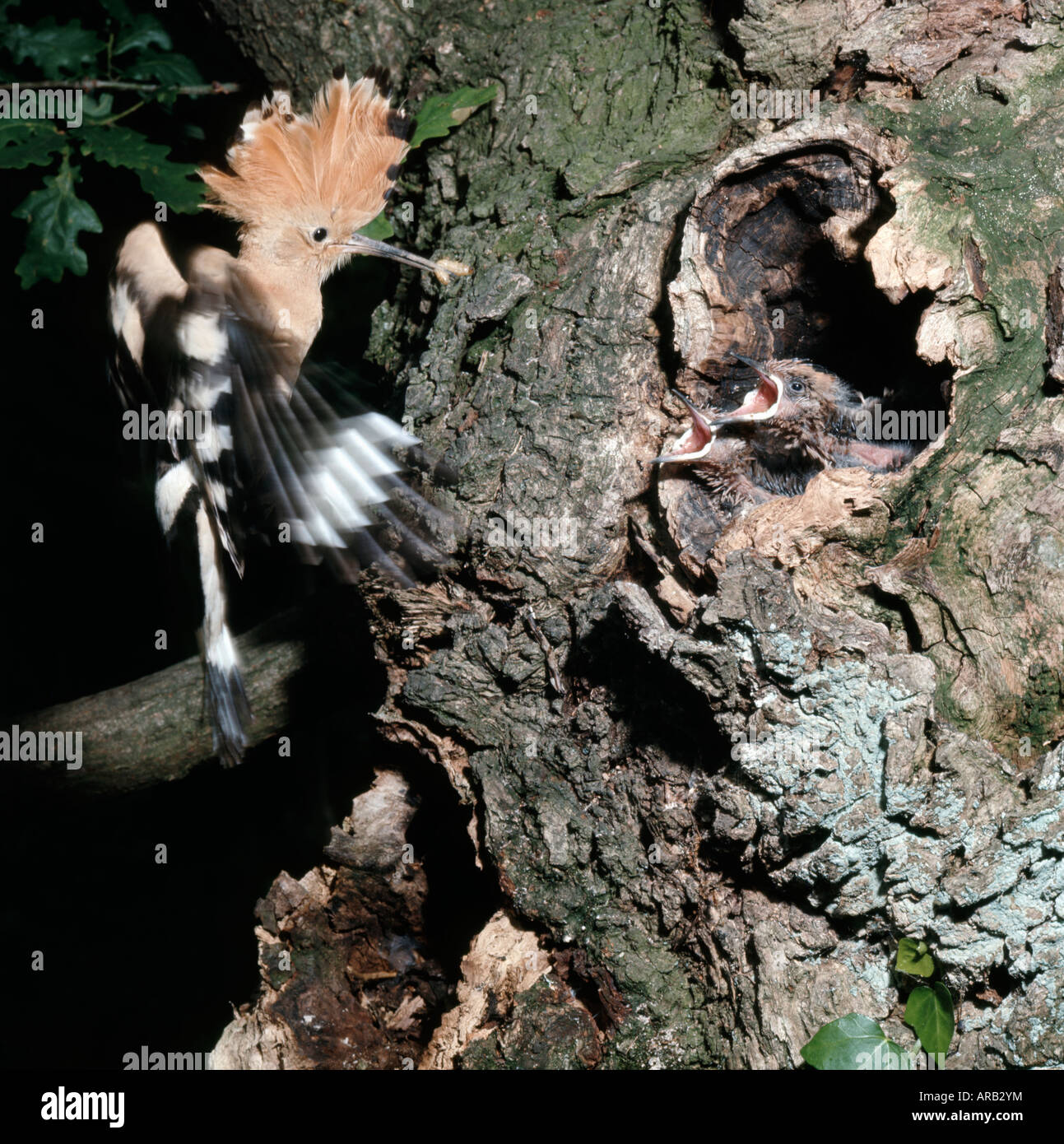 Huppe fasciee Wiedehopf Upupa Upupa epops alimentando i suoi pulcini nel nido Africa Afrika animali Asia Asien Aves uccelli Brutfuersorge Foto Stock