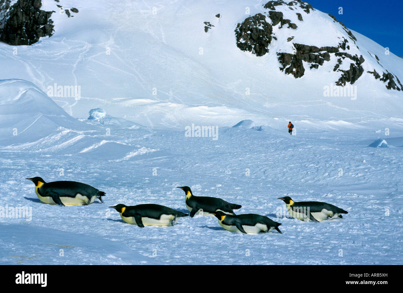 Manchot empereur Kaiserpinguin pinguino imperatore Aptenodytes forsteri gruppo ritorno a Colonia dal mare di ghiaccio animali Antartide Antar Foto Stock