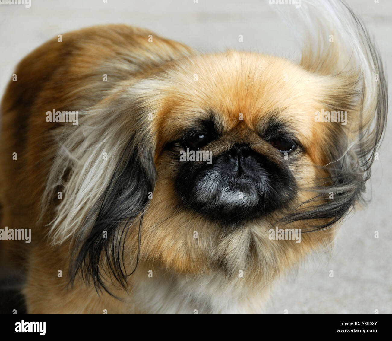 I capelli di un marrone pekingese dog al vento Foto Stock