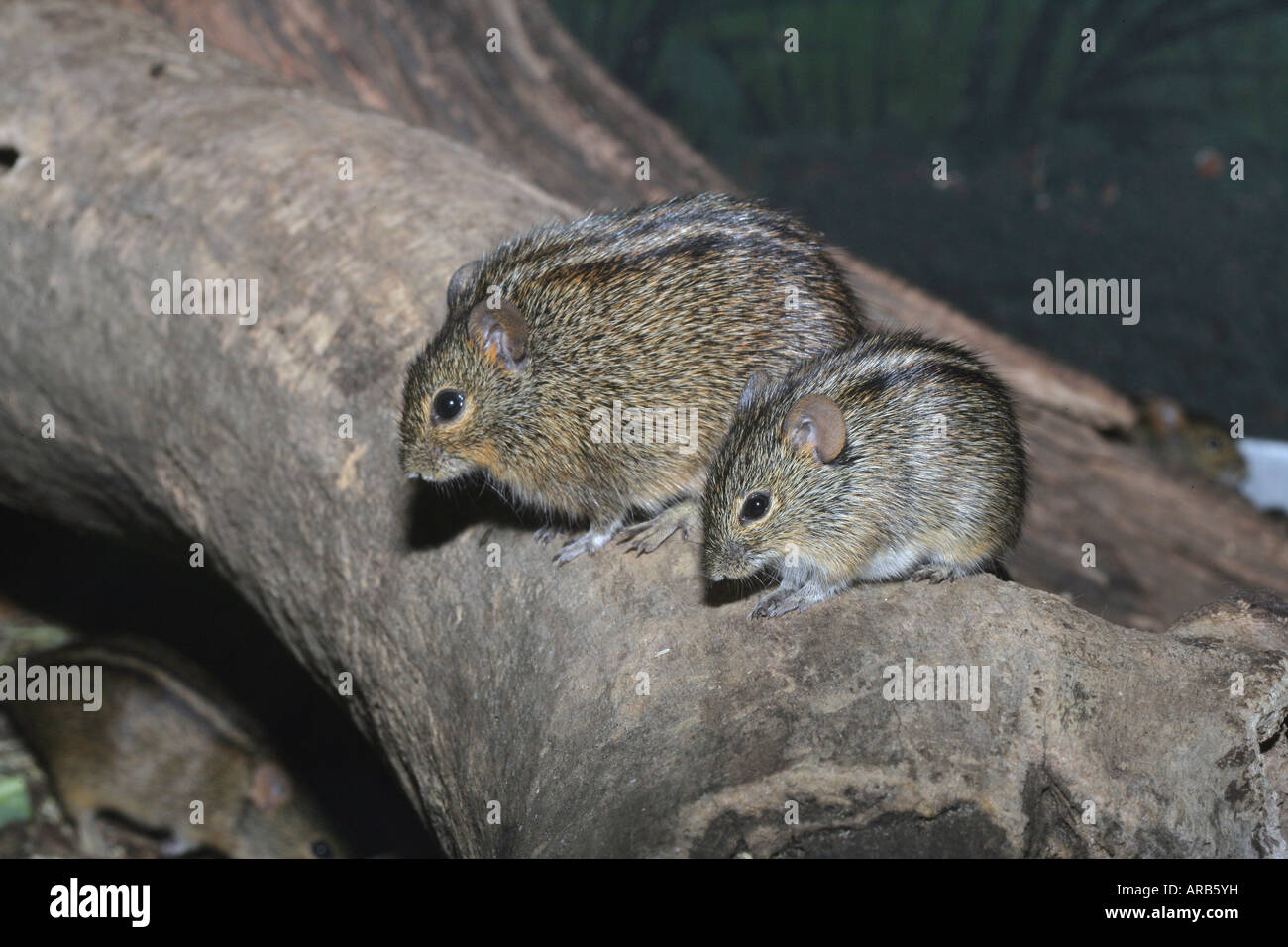 African striped mouse Rhabdomys pumilio Foto Stock