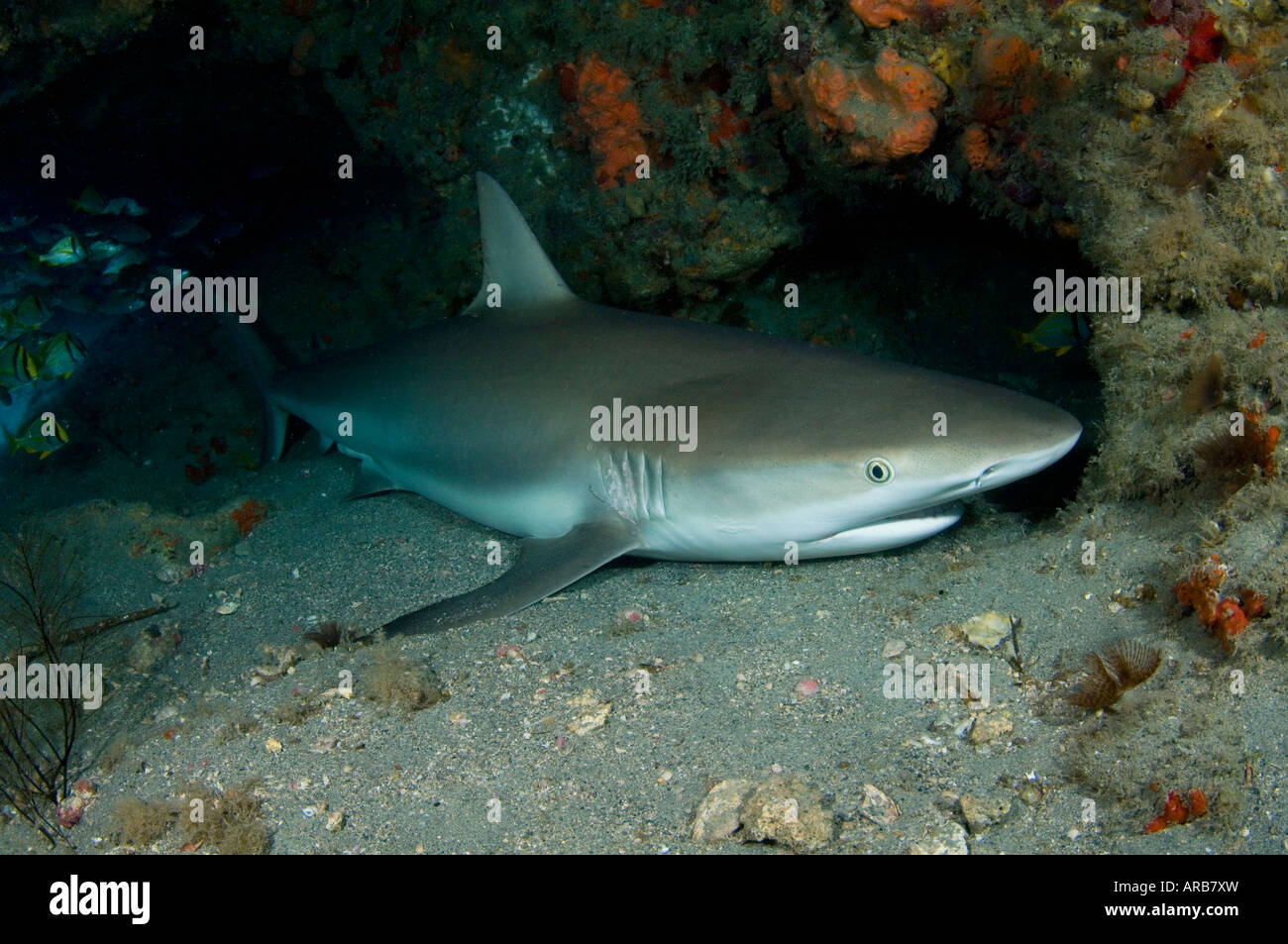 Caribbean Reef Shark Carcharhinus perezi dormire in una grotta sottomarina in Giove FL Foto Stock