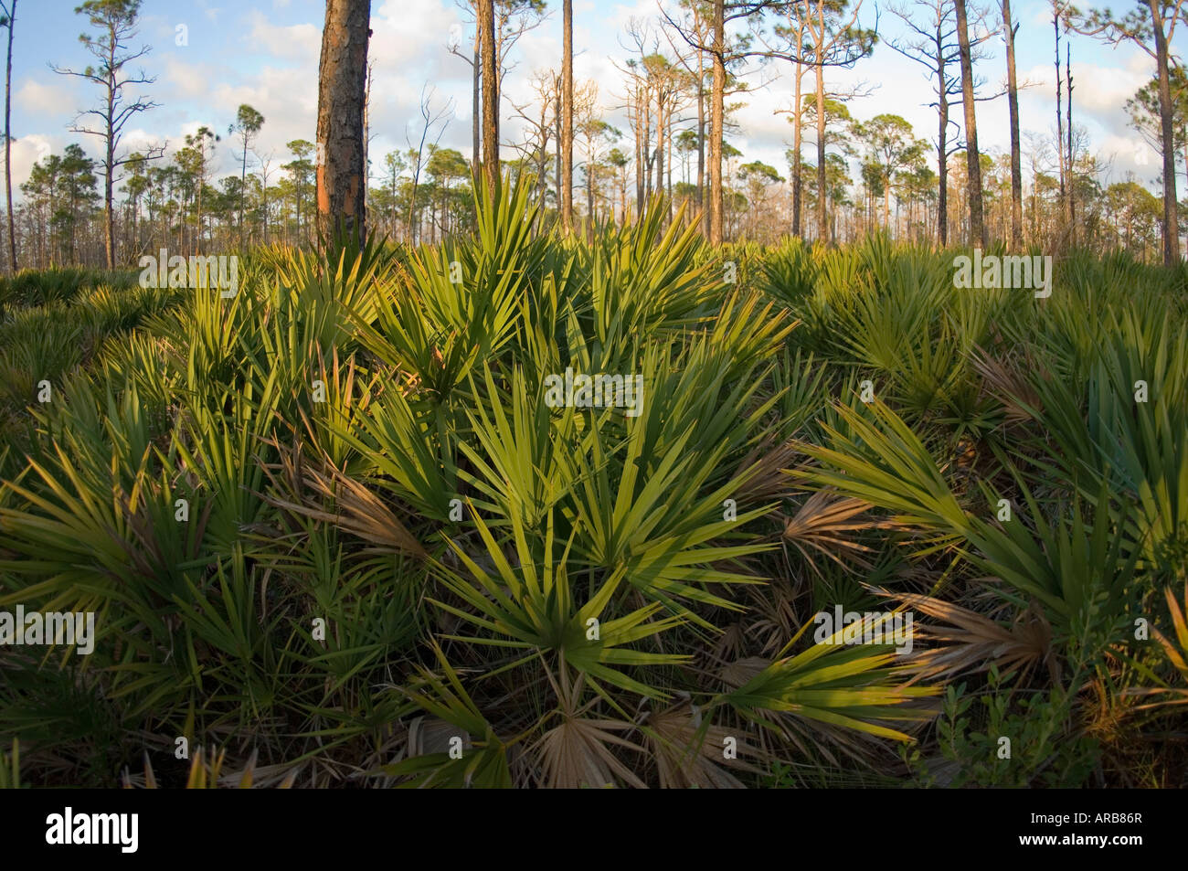 Saw Palmetto Serenoa repens in Jonathan Dickinson parco dello Stato nella contea di Martin FL Foto Stock