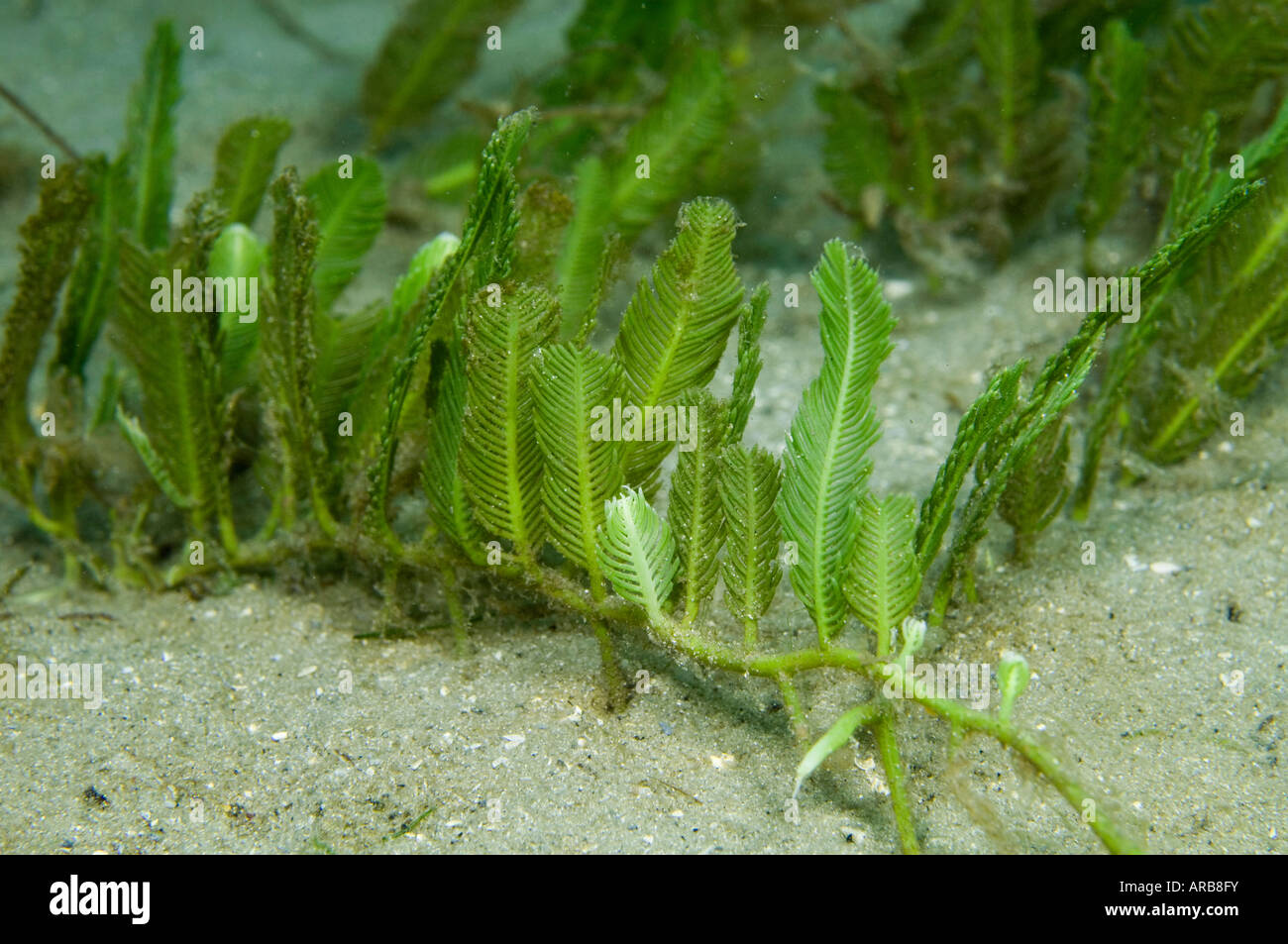 Piuma verde Alga Caulerpa sertularioides nel sud della Florida estuario Foto Stock