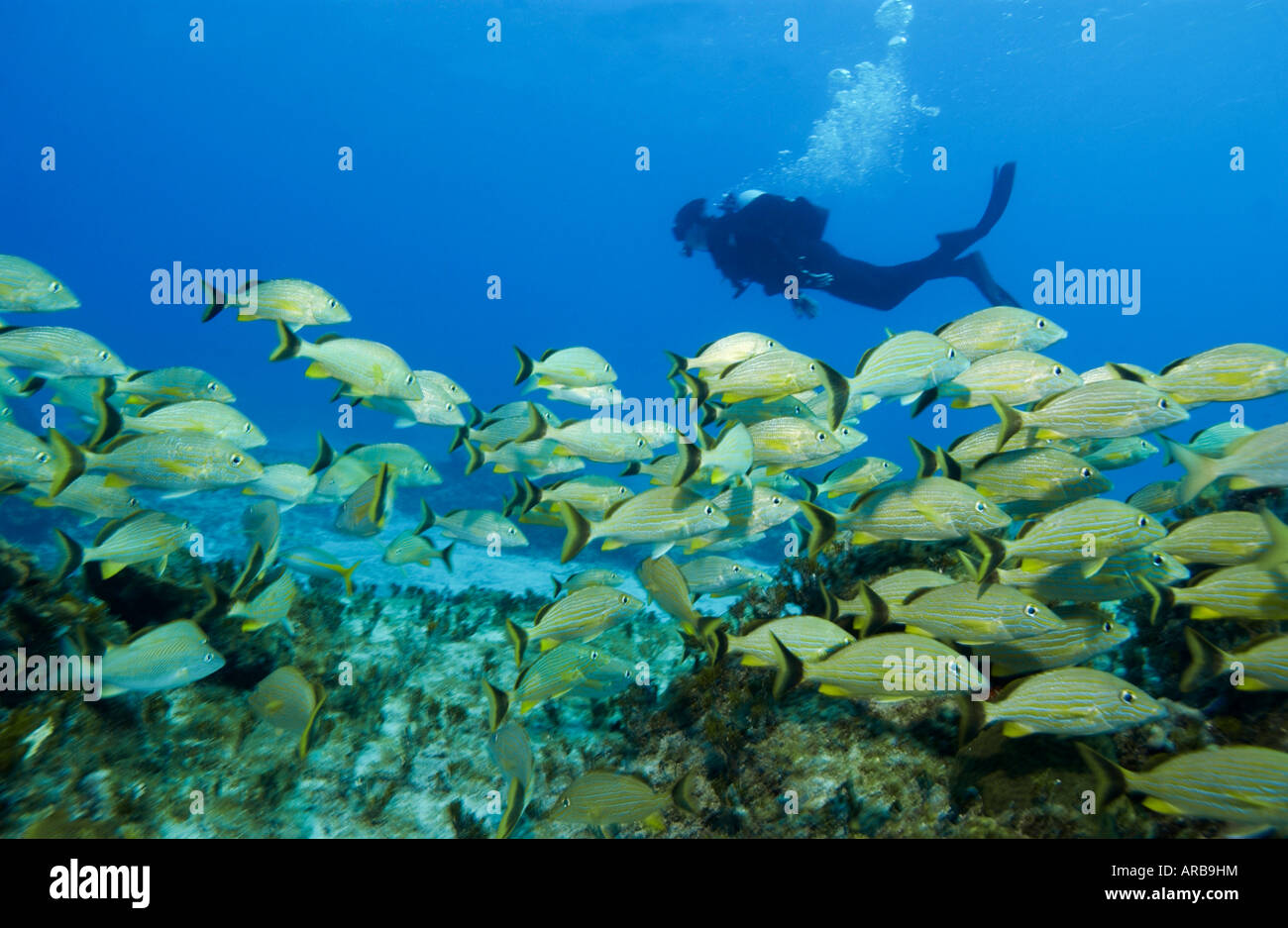 La scolarizzazione grugniti a Turtle Rock sito di immersione Bahamas Foto Stock