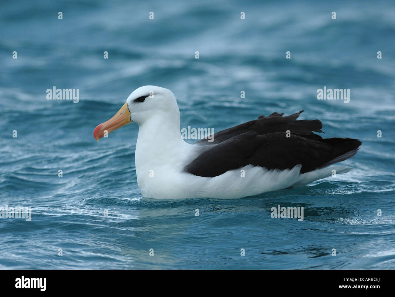 Nero-browed Albatross (Thalassarche melanophris) nuoto a Kaikoura, Nuova Zelanda Foto Stock