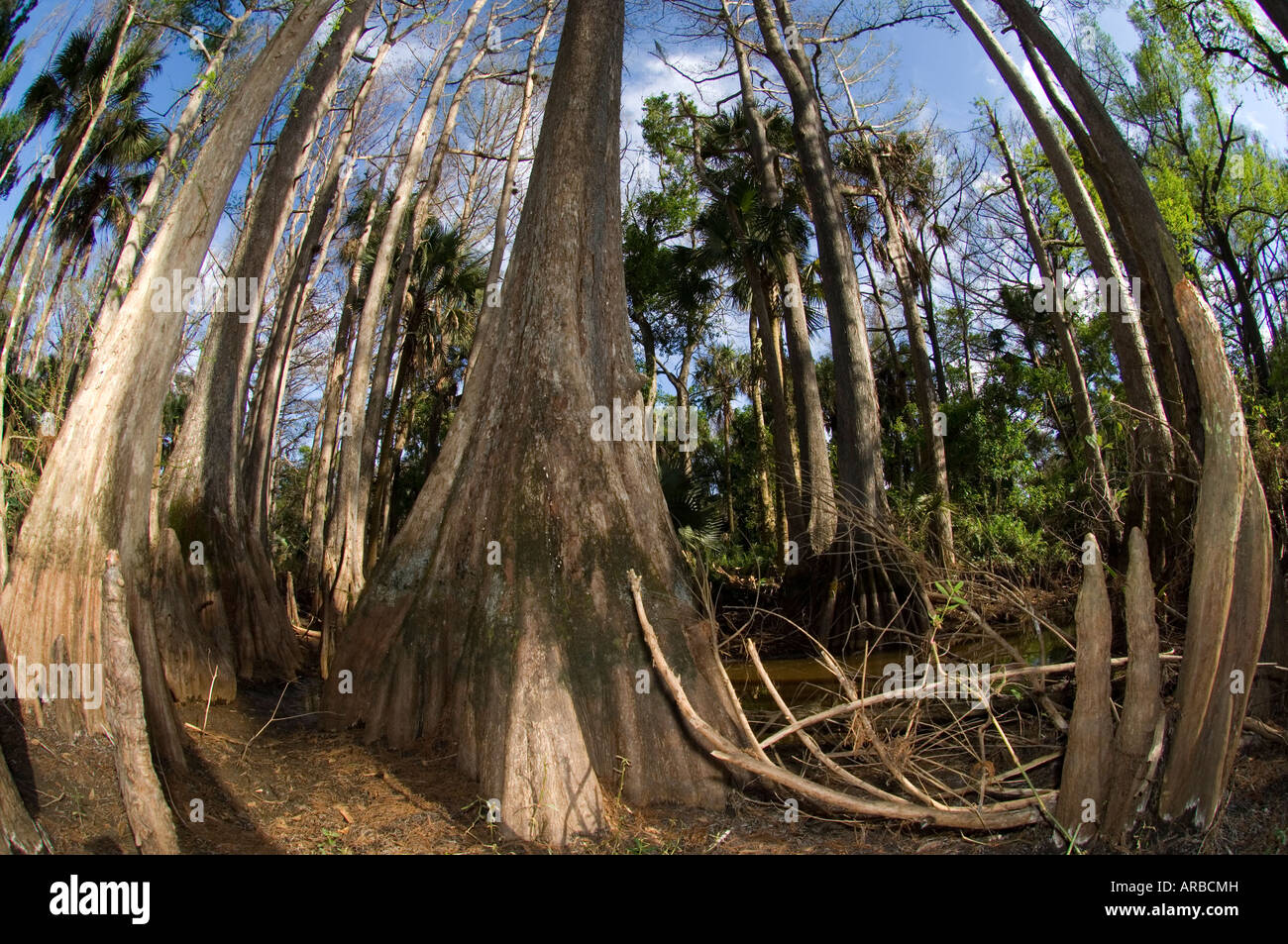 Cipresso calvo Taxodium distichum lungo le rive del fiume Loxahatchee nel nord di Palm Beach County FL Foto Stock