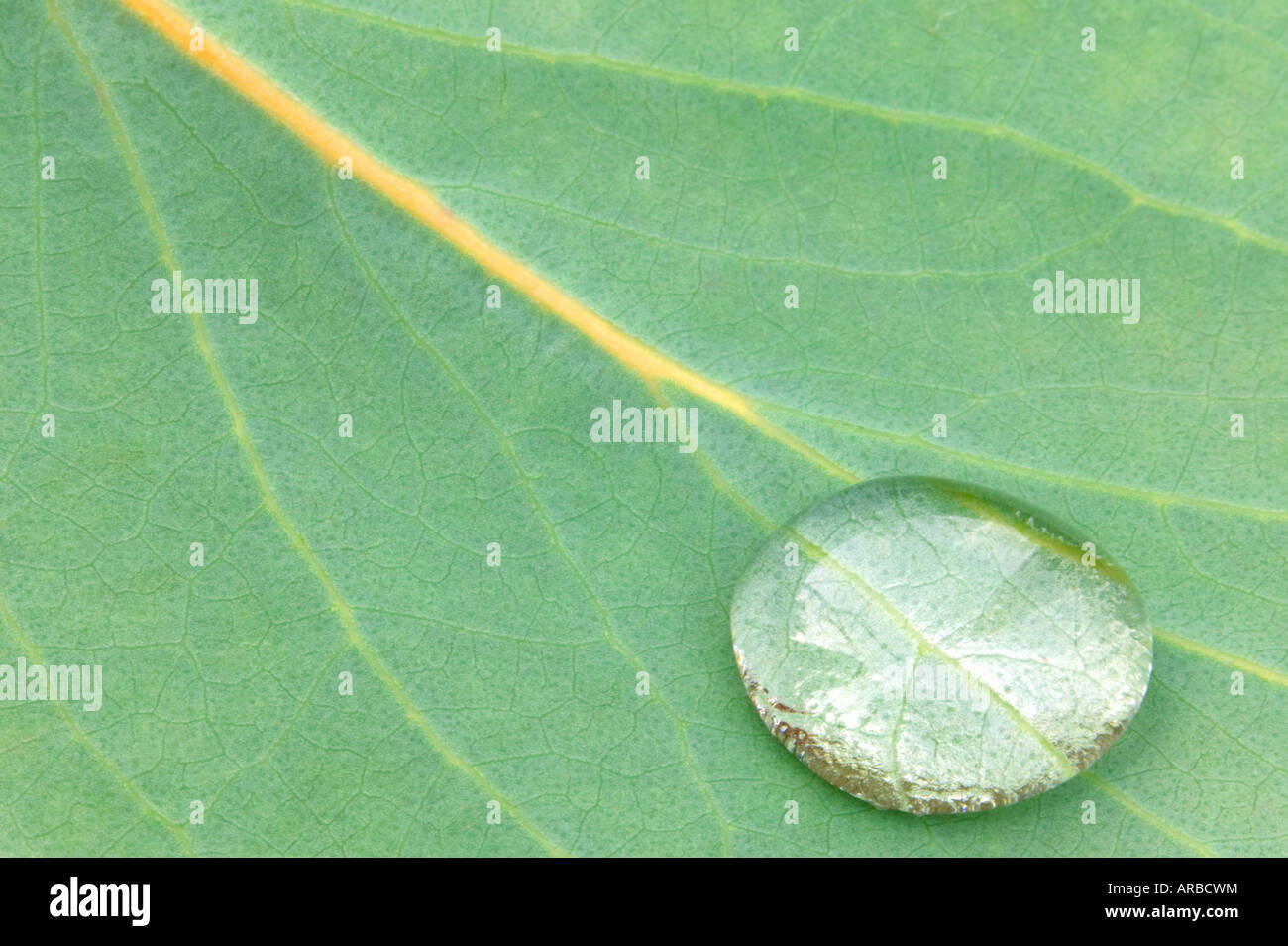 Ripresa macro di una singola goccia di acqua su una foglia di eucalipto Foto Stock