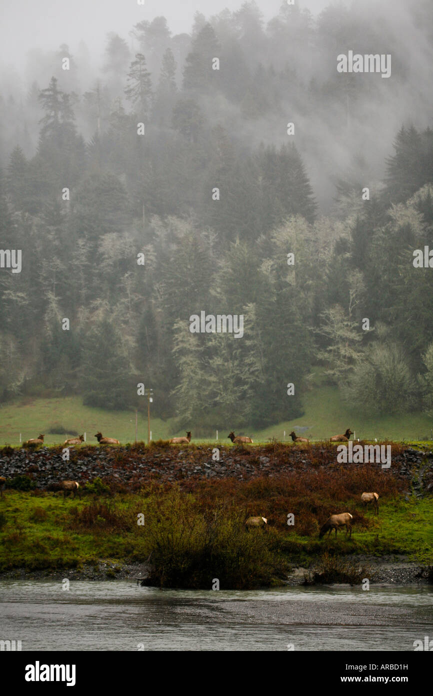 Allevamento di Elk alimentare vicino al bordo di un fiume o foro di irrigazione Foto Stock