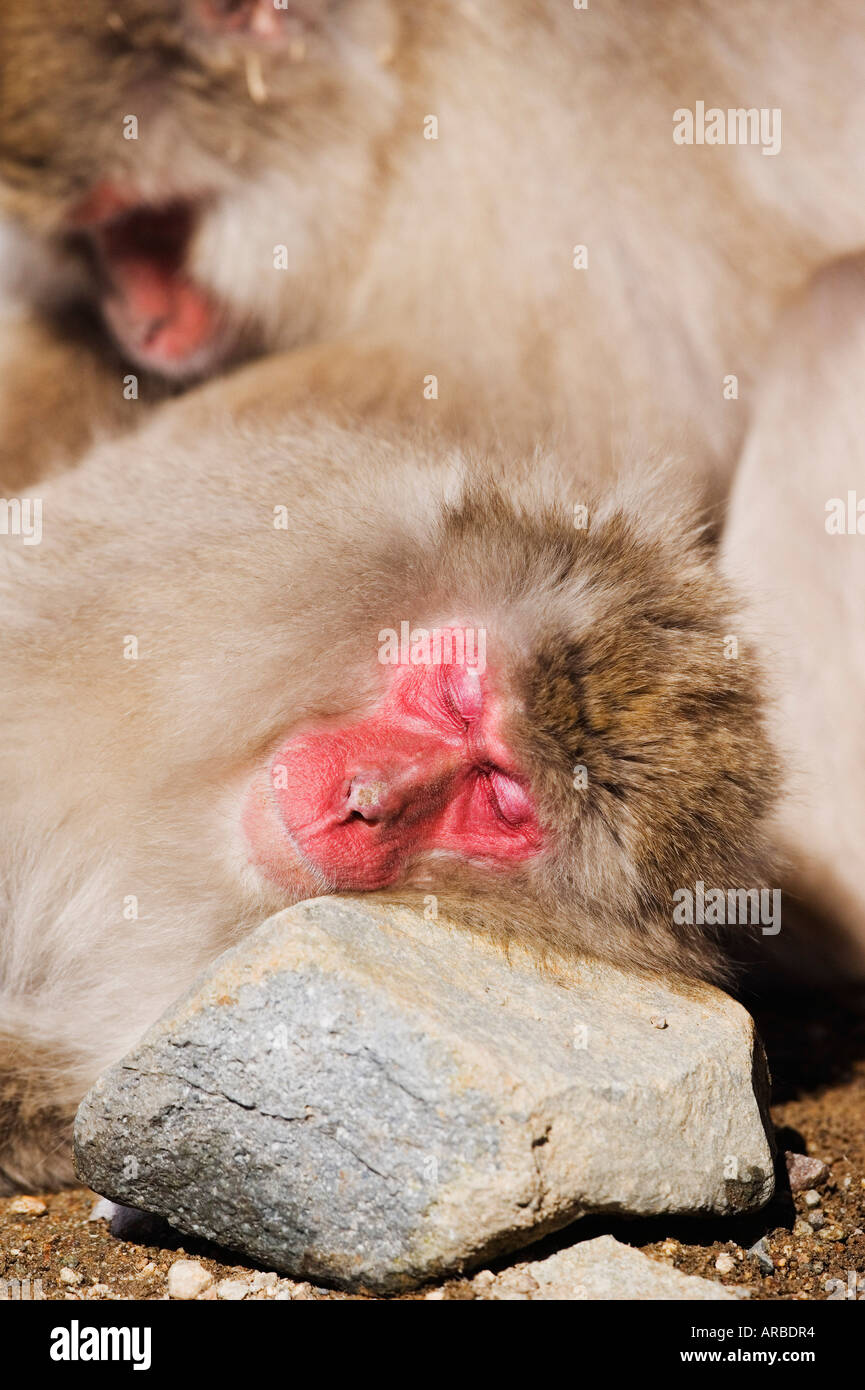 Macaque giapponese dormire Foto Stock