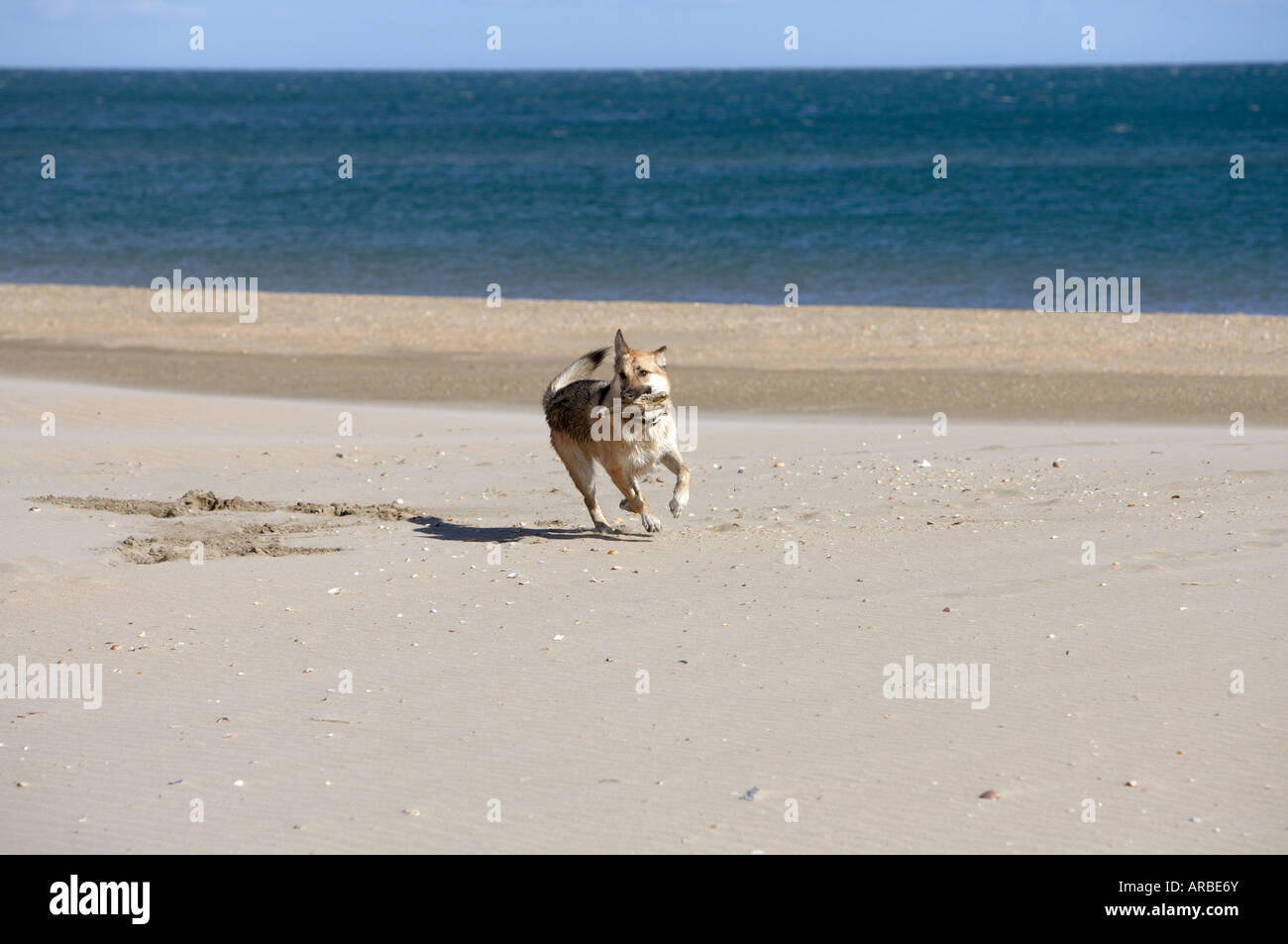 Cane alsaziano giocando sulla spiaggia Foto Stock