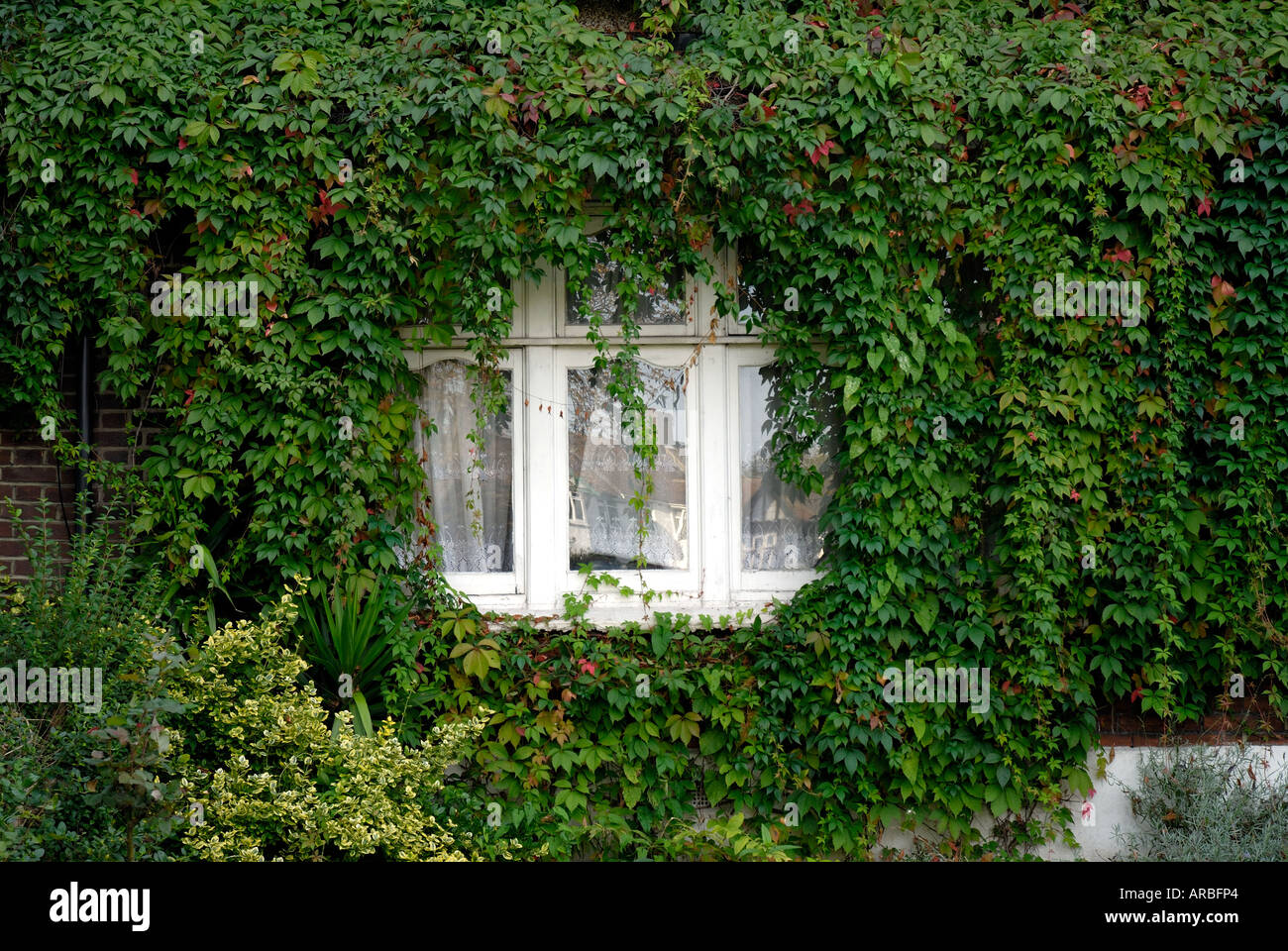 Alloggiamenti anteriori per una finestra di una casa oscurato da edera Foto Stock