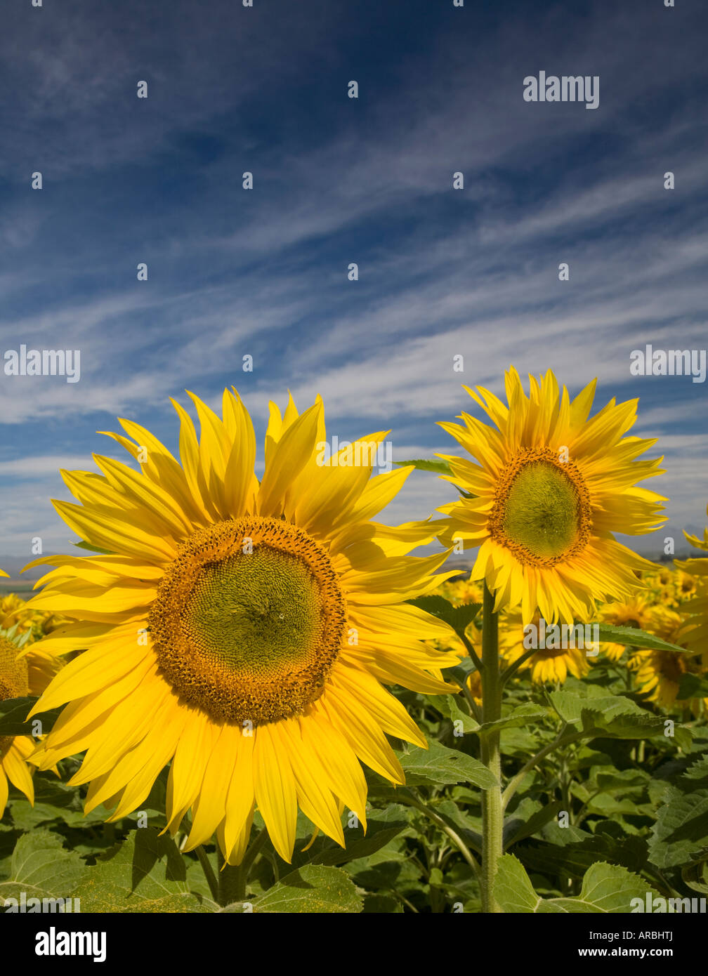 Girasoli incontaminate saluto il sole del mattino, Oamaru, Nuova Zelanda Foto Stock