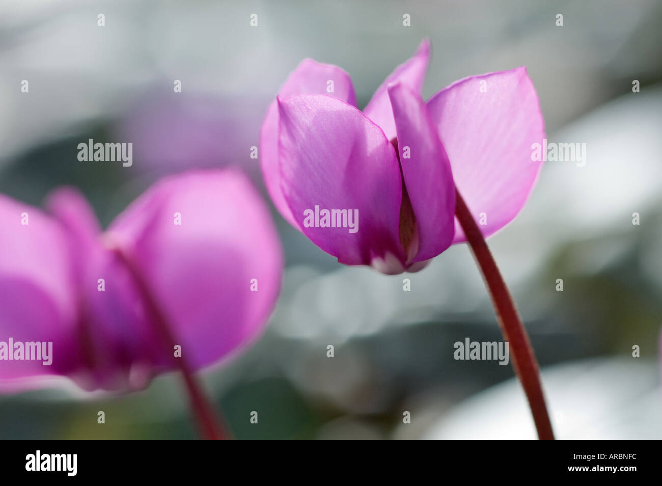 Close up di ciclamino Coum Foto Stock