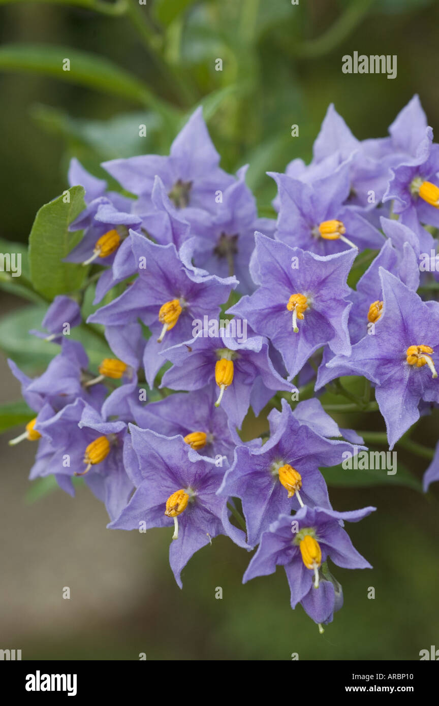 Solanum Crispum Glasnevin cileno vitigno di patate Foto Stock