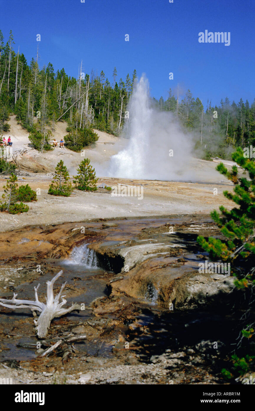 Echinus Geyser erutta ogni ora, Norris Basin, il Parco Nazionale di Yellowstone, Wyoming USA Foto Stock
