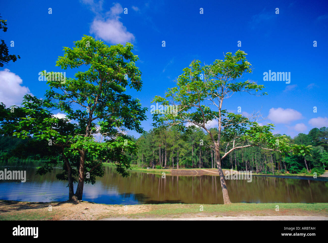 Il piccolo fiume a Claude D Kelly parco dello Stato nella Contea di Monroe, southern Alabama, STATI UNITI D'AMERICA Foto Stock