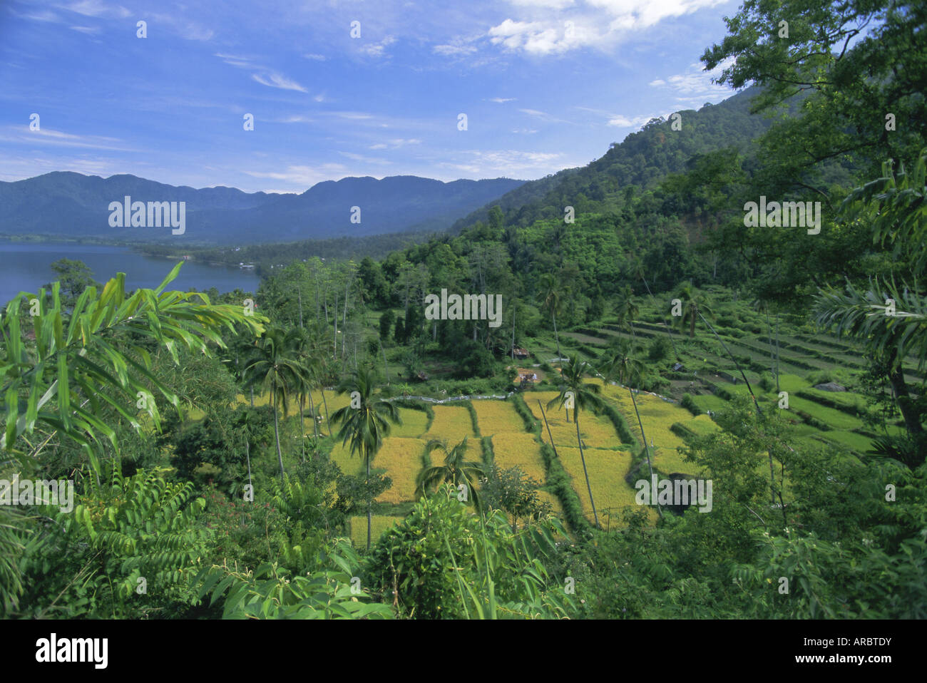Terrazze di riso sulla sponda orientale del lago craterico, Lago Maninjau, a ovest di Sumatra, Sumatra, Indonesia, Asia sud-orientale, Asia Foto Stock