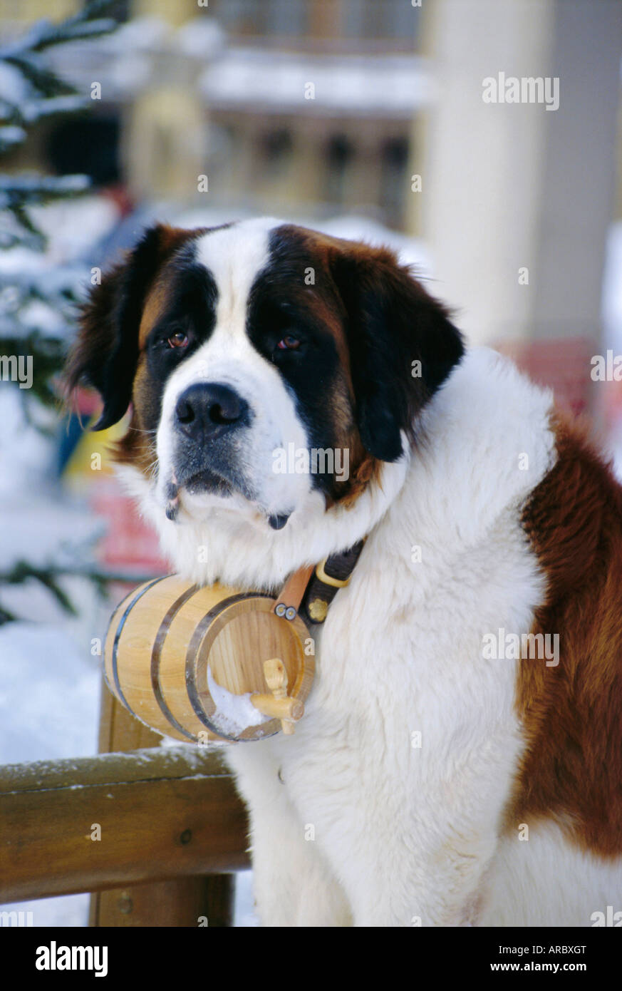 San Bernardo cane con collare di pallone, San Moritz, Svizzera, Europa Foto Stock