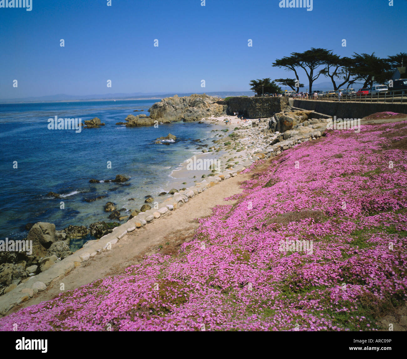 Tappeto di fiori mesembryanthemum, Pacific Grove, Monterey, California, USA, America del Nord Foto Stock
