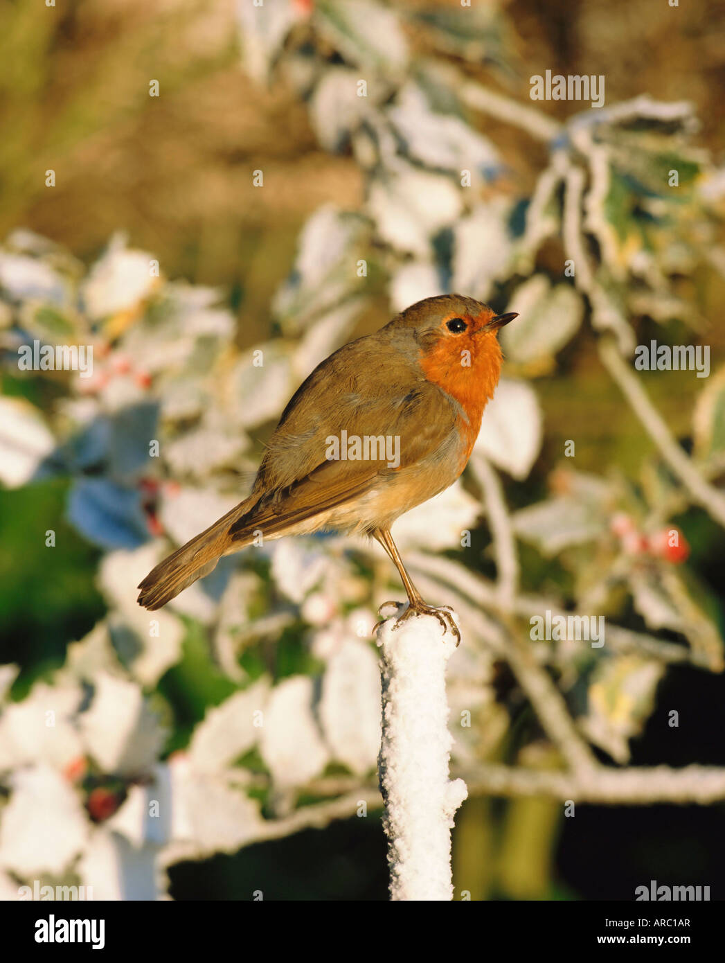 Close-up di un robin (Erithacus rubecula) appollaiate su un post Foto Stock
