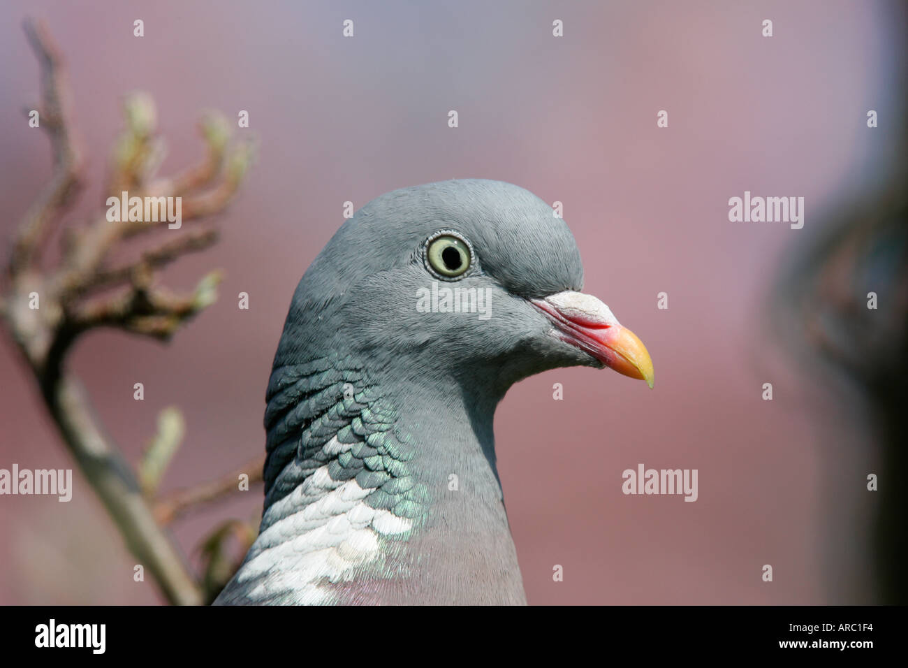 Colombaccio Columba palumbus immagine ravvicinata di testa bedordshire potton Foto Stock