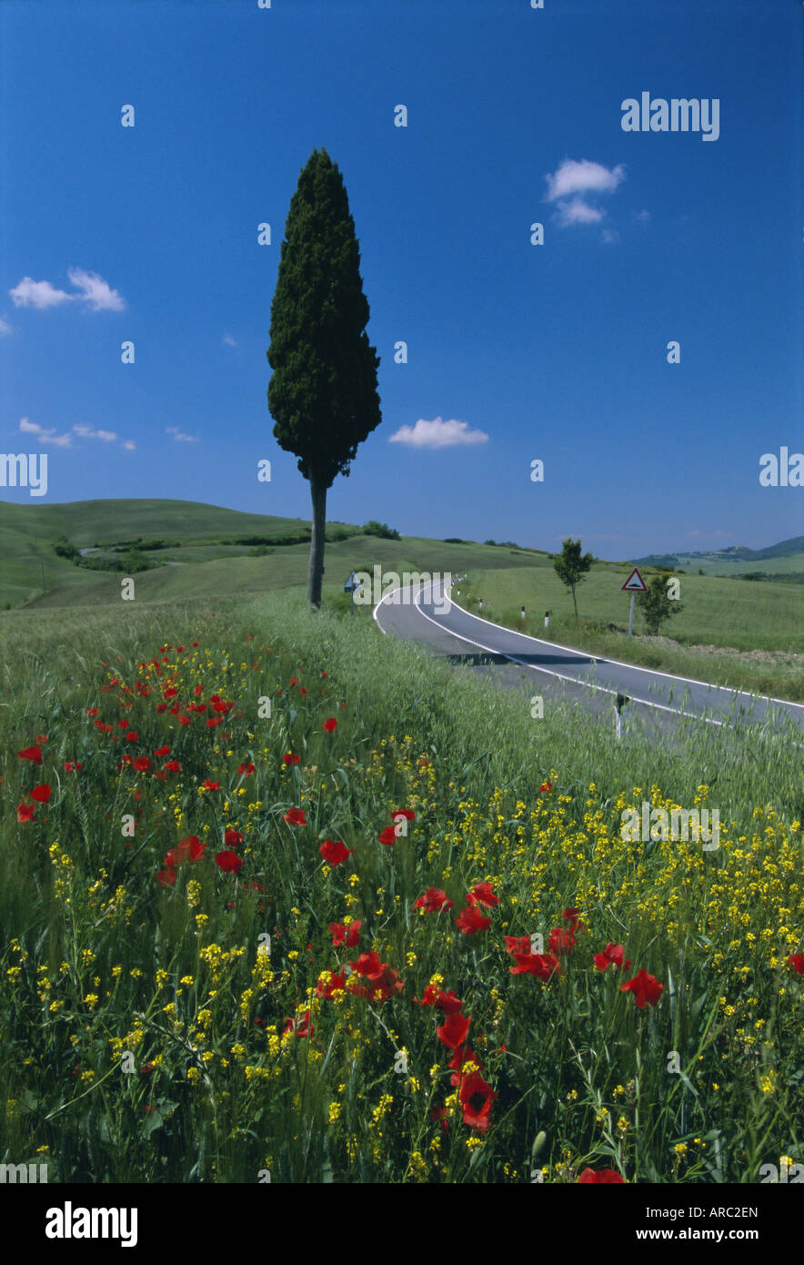 Fiori Selvatici e cipresso accanto a una strada di campagna vicino a Volterra, Toscana, Italia, Europa Foto Stock