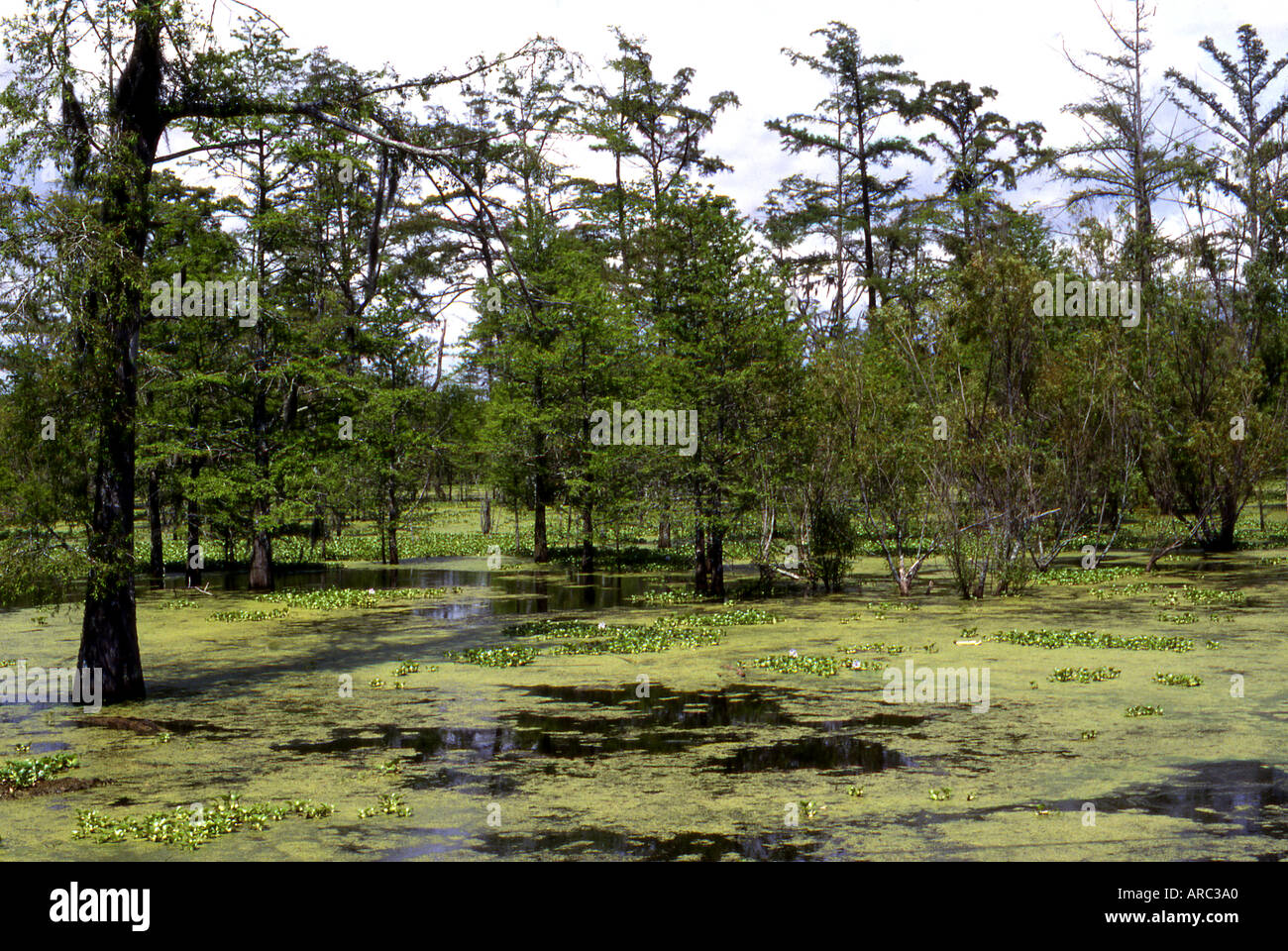 Grand Bayou Louisiana con alberi sommersi Foto Stock