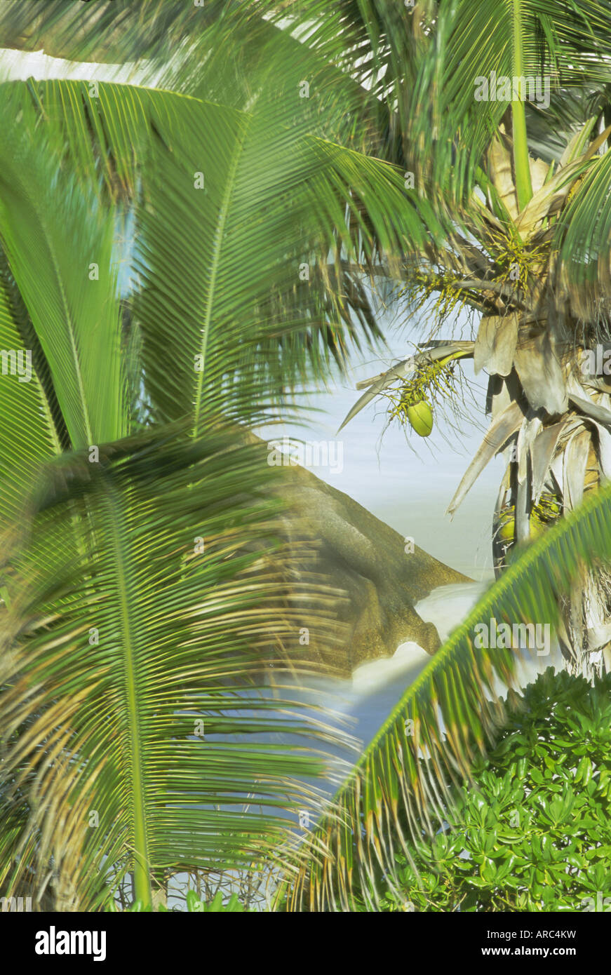 Le palme, noci di cocco e rock, Anse Patates, La Digue Island, Seychelles, Oceano indiano, Africa Foto Stock