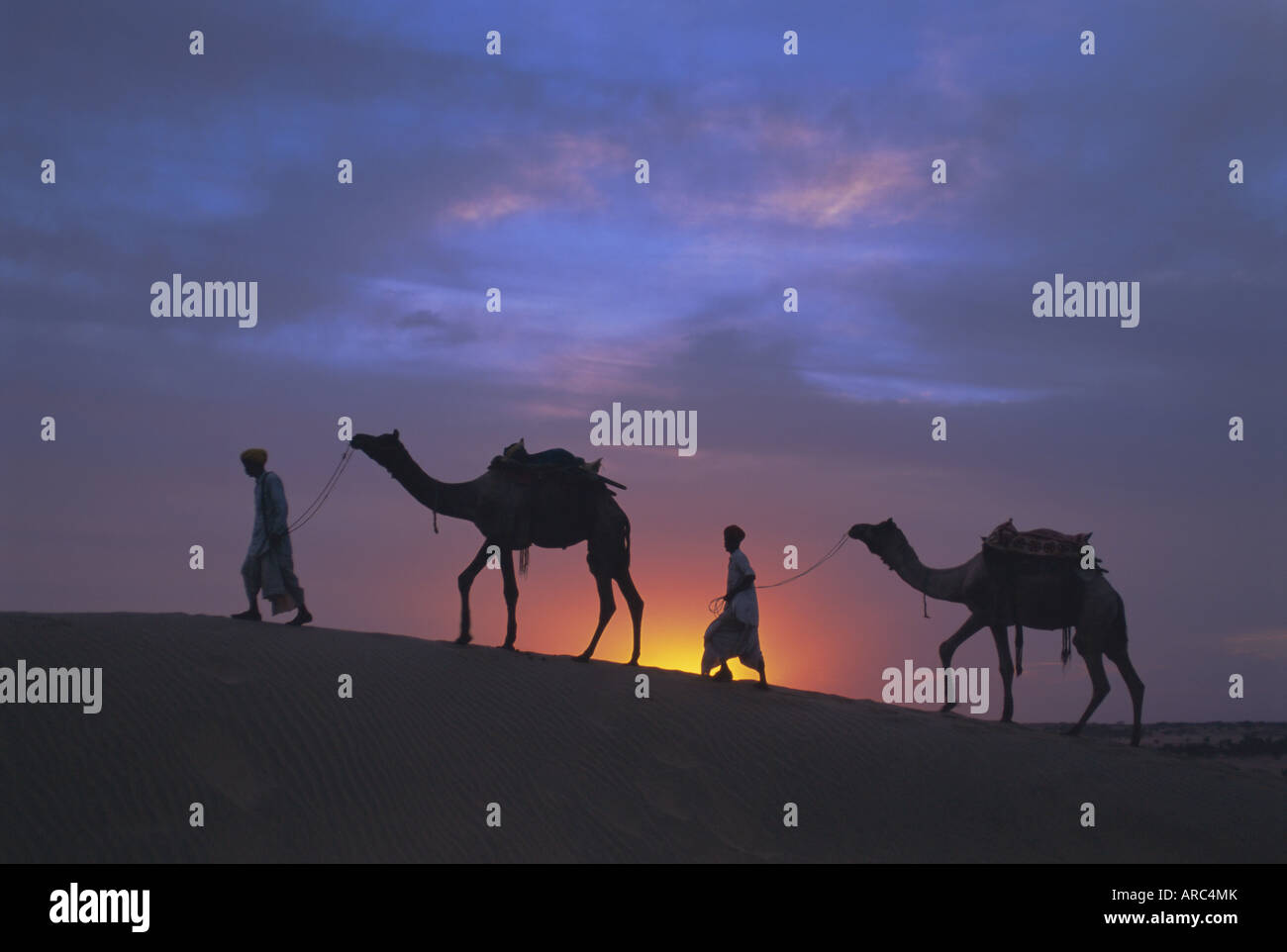 Cammelli stagliano contro il tramonto e il deserto di Thar, vicino a Jaisalmer, stato del Rajasthan, India, Asia Foto Stock