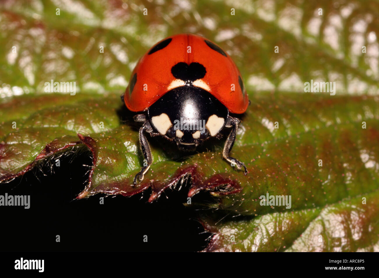 7 spot coccinella Coccinella 7 punctata Coccinellidae REGNO UNITO Foto Stock