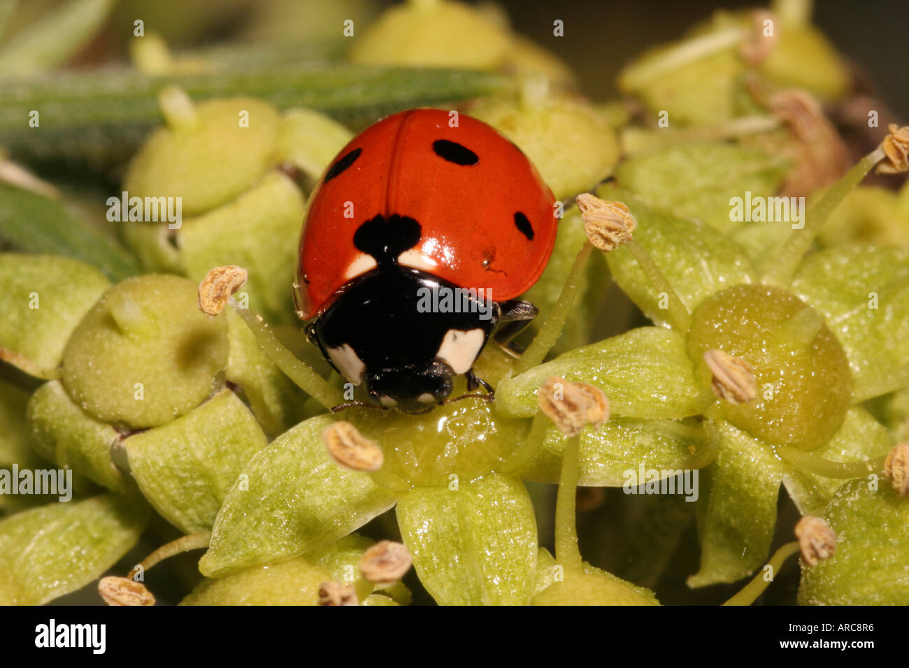 7 spot coccinella Coccinella 7 punctata Coccinellidae avanzamento sul libero nettare esposta su un fiore di edera REGNO UNITO Foto Stock