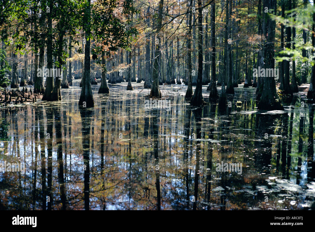 Cypress swamp, Cypress Gardens, North Charleston, Carolina del Sud, STATI UNITI D'AMERICA Foto Stock